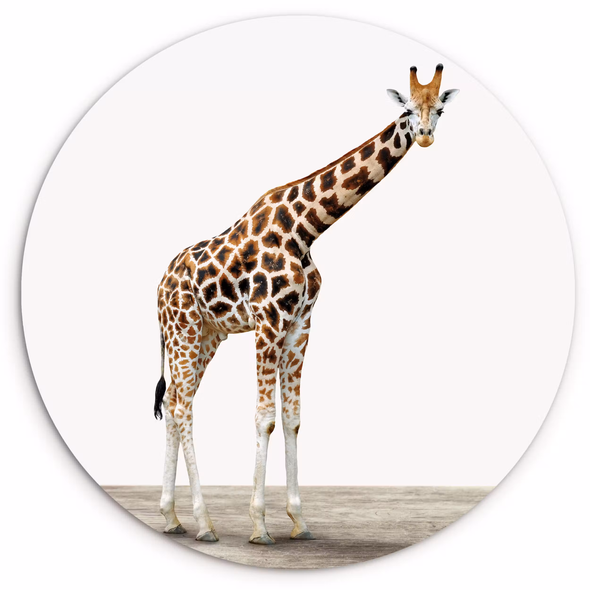 Muurcirkel - Giraffe - Dieren - Witte achtergrond - Kinderen - Jongen - Meisje