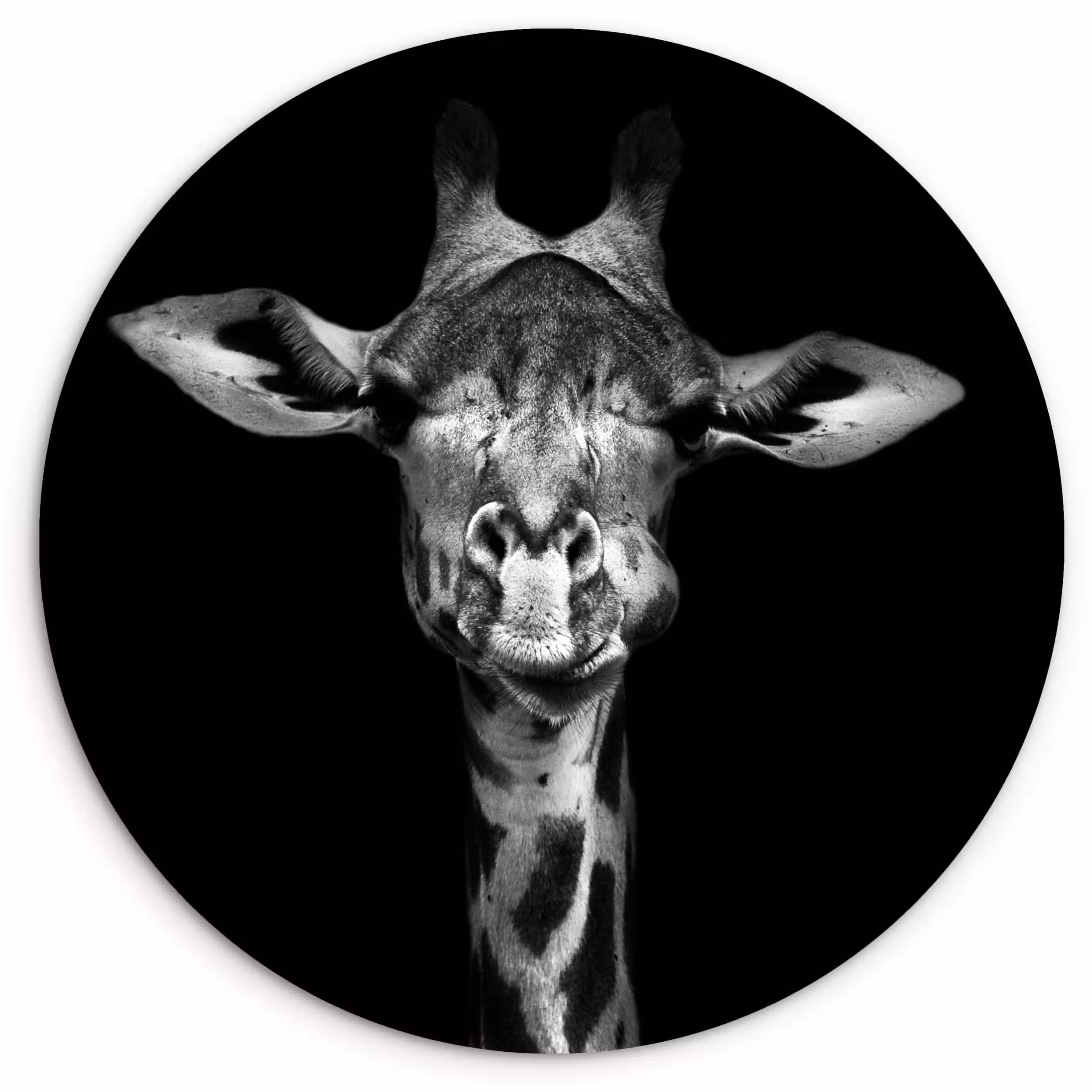Muurcirkel - Giraffe - Portret - Dieren - Zwart - Wit