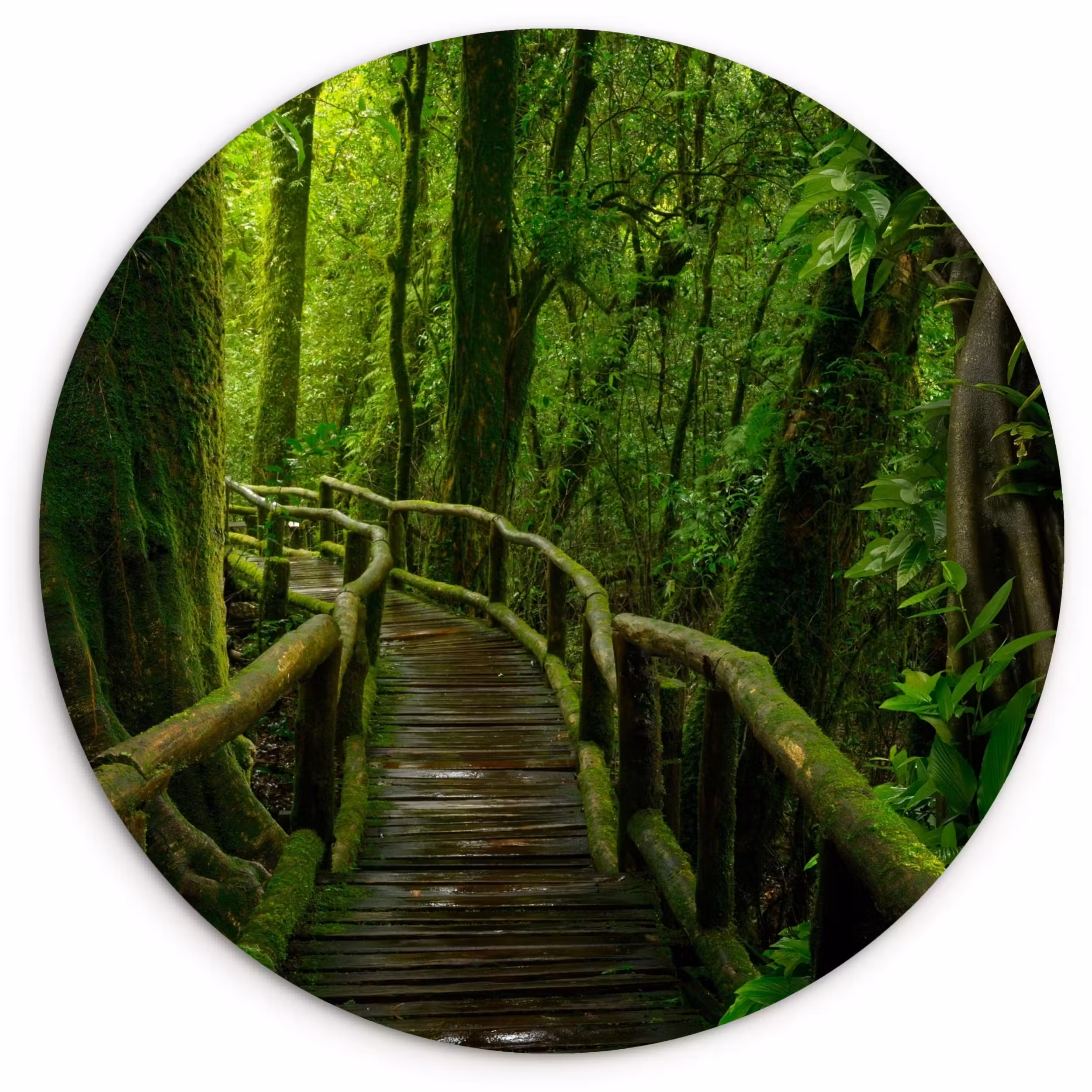 Muurcirkel - Jungle - Brug - Mos - Natuur - Tropisch