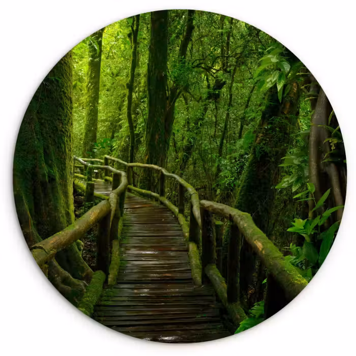 Muurcirkel - Jungle - Brug - Mos - Natuur - Tropisch