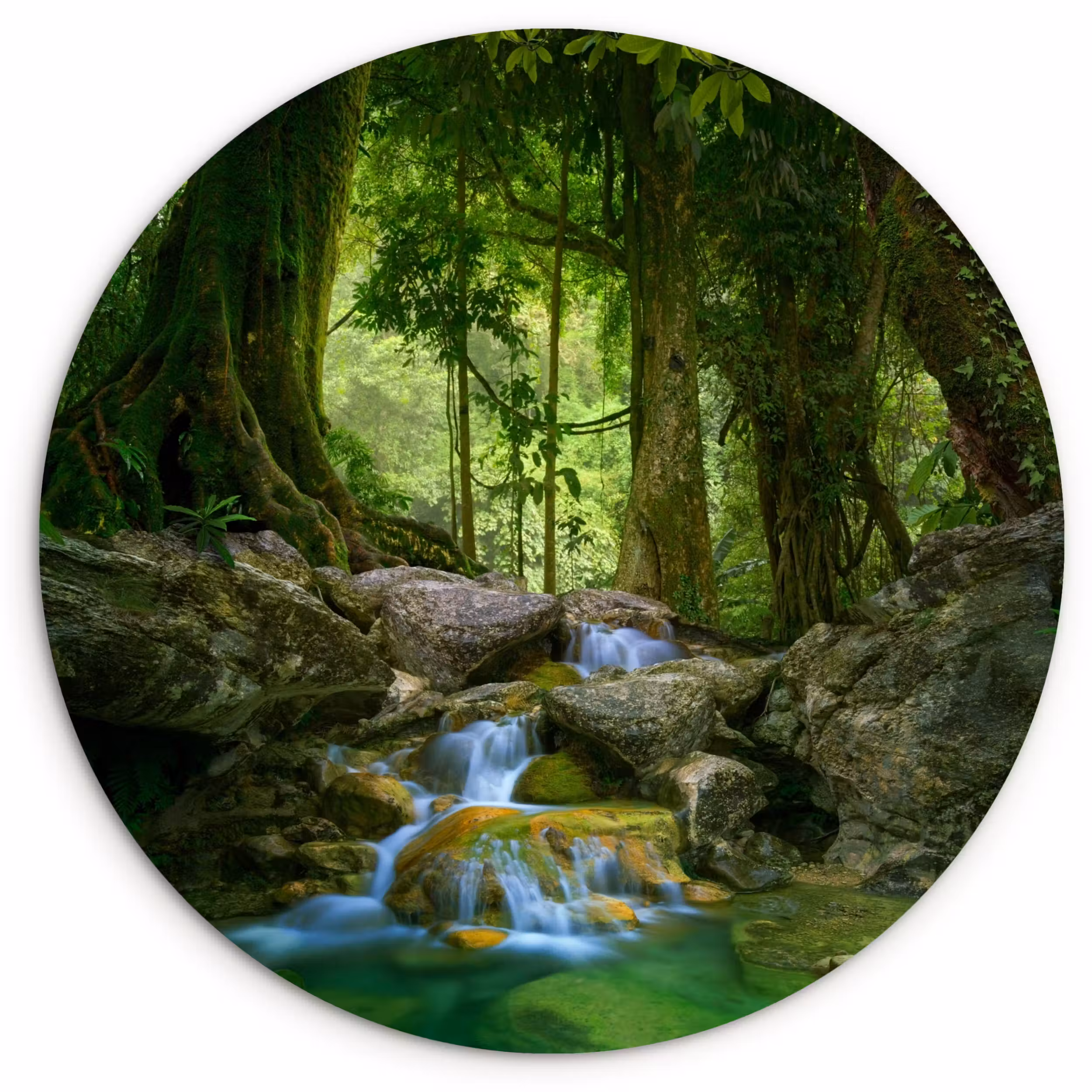 Muurcirkel - Jungle - Stenen - Water - Natuur - Planten
