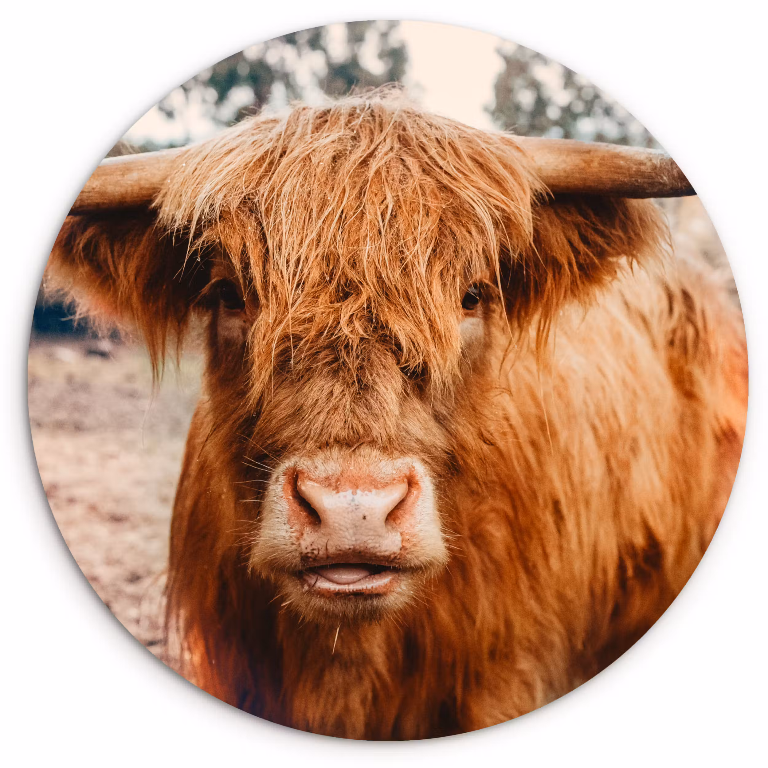 Muurcirkel - Koe- Schotse hooglander - Hoorns - Bruin - Landschap