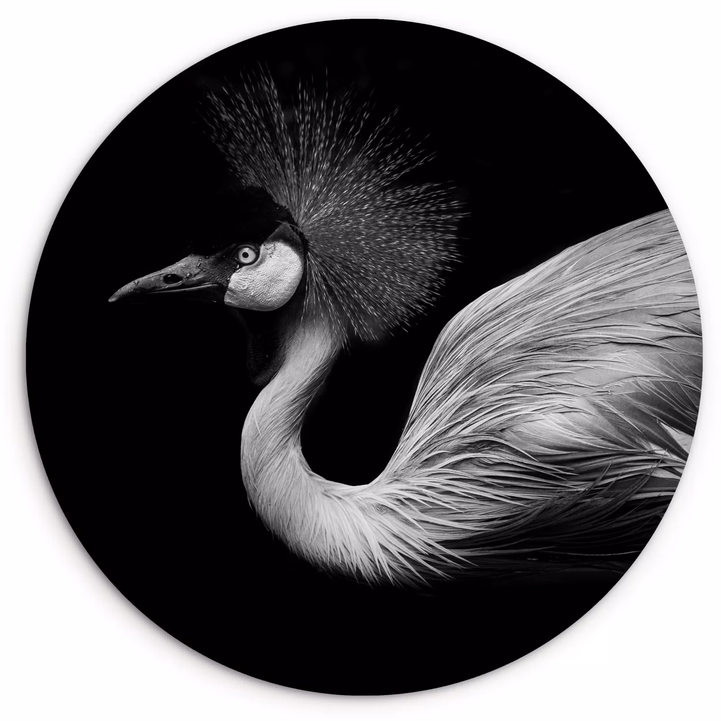 Muurcirkel - Kraanvogel - Zwart - Wit - Vogel - Dieren