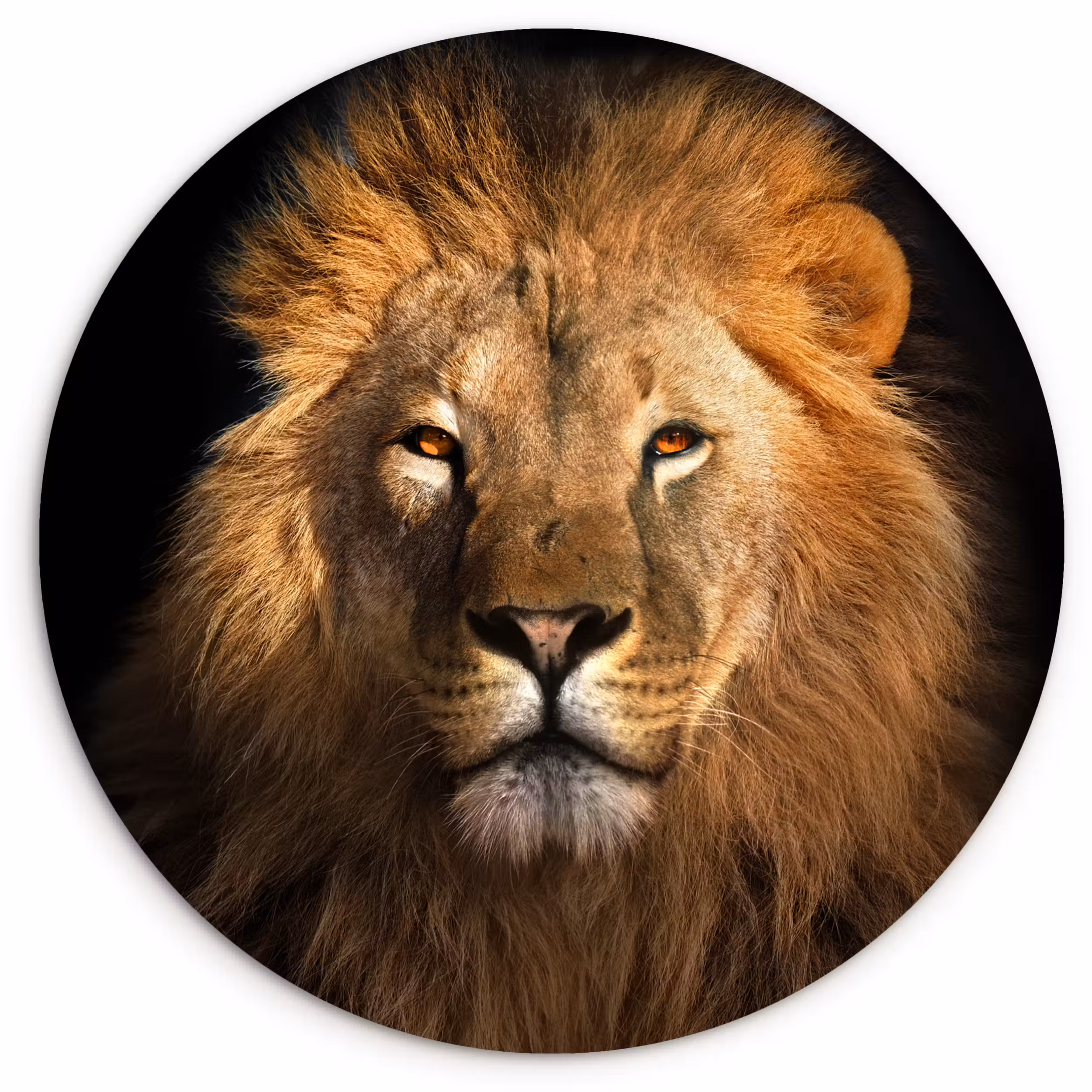Muurcirkel - Leeuw - Dieren - Zwart - Licht - Bruin - Portret