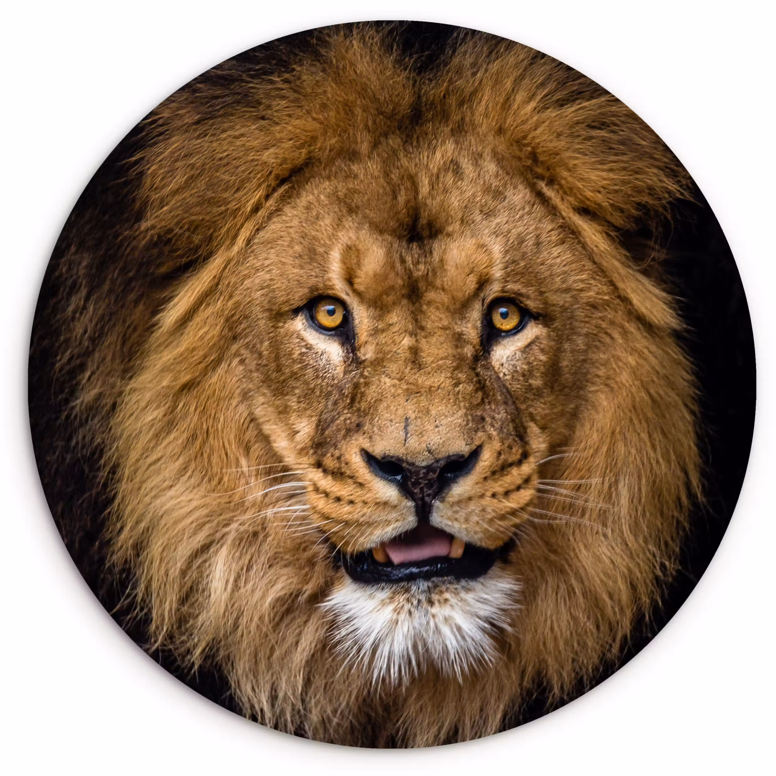 Muurcirkel - Leeuw - Portret - Zwart - Dieren