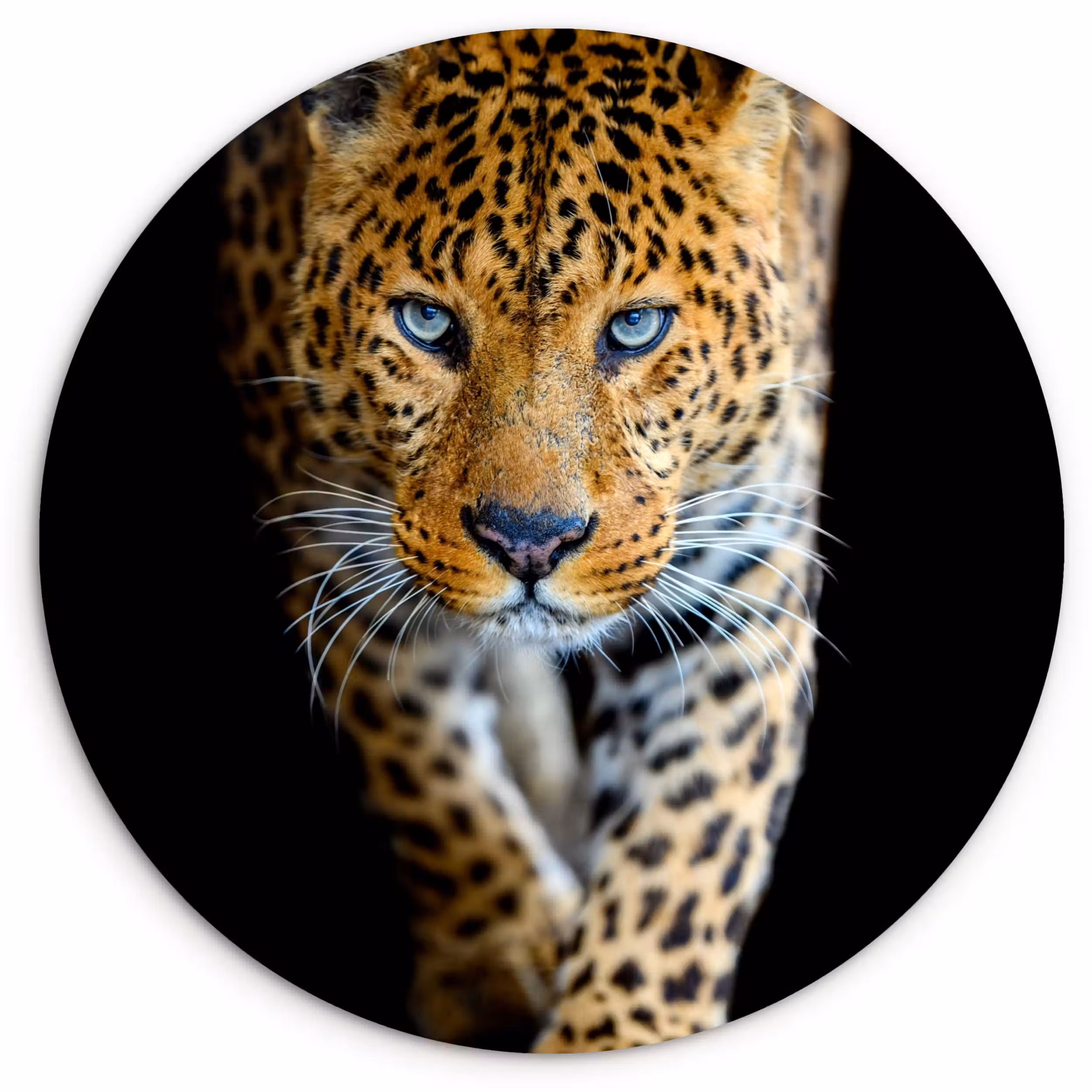 Muurcirkel - Luipaard - Dieren - Portret - Wilde dieren - Zwart
