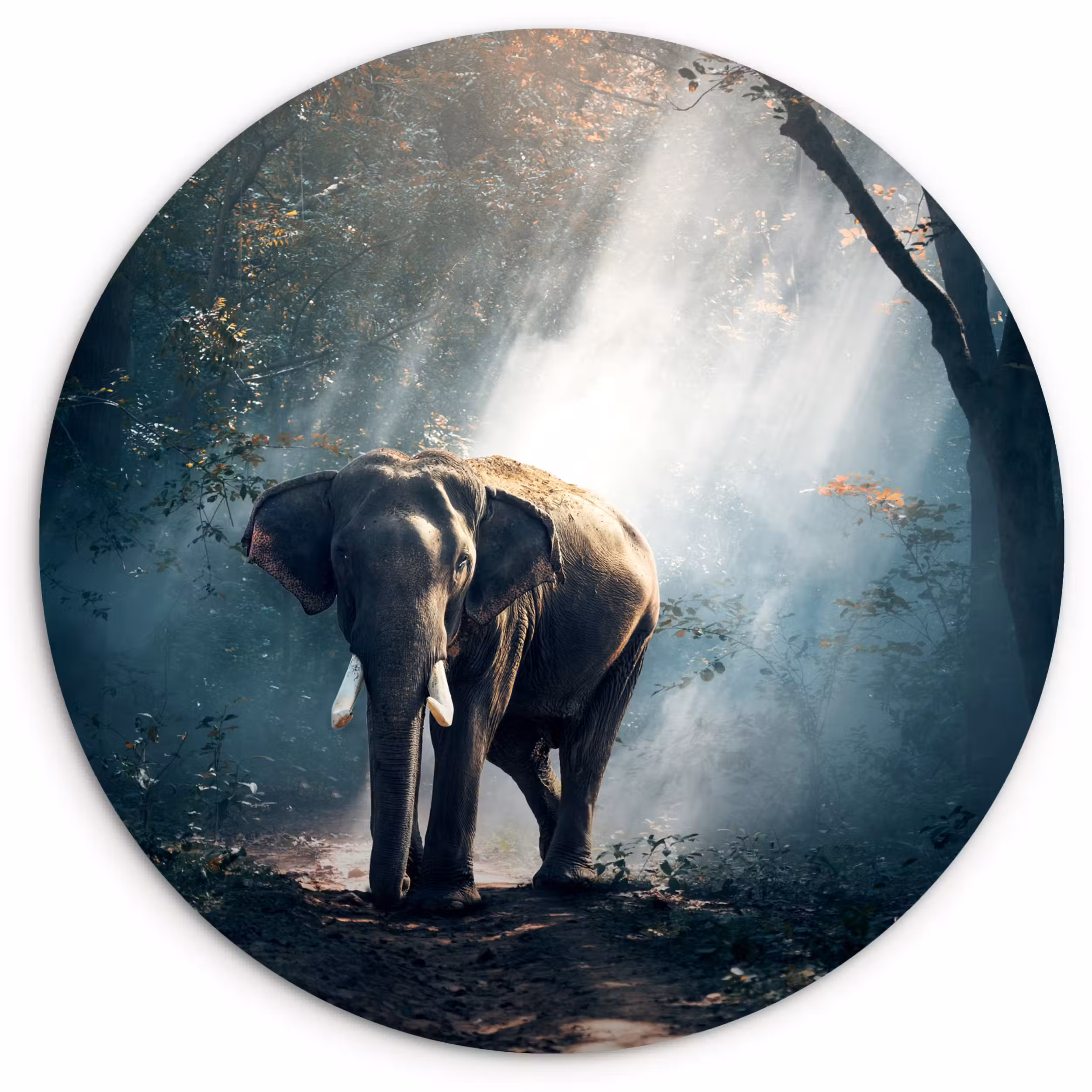 Muurcirkel - Olifant - Dieren - Licht - Bos - Natuur - Wilde dieren