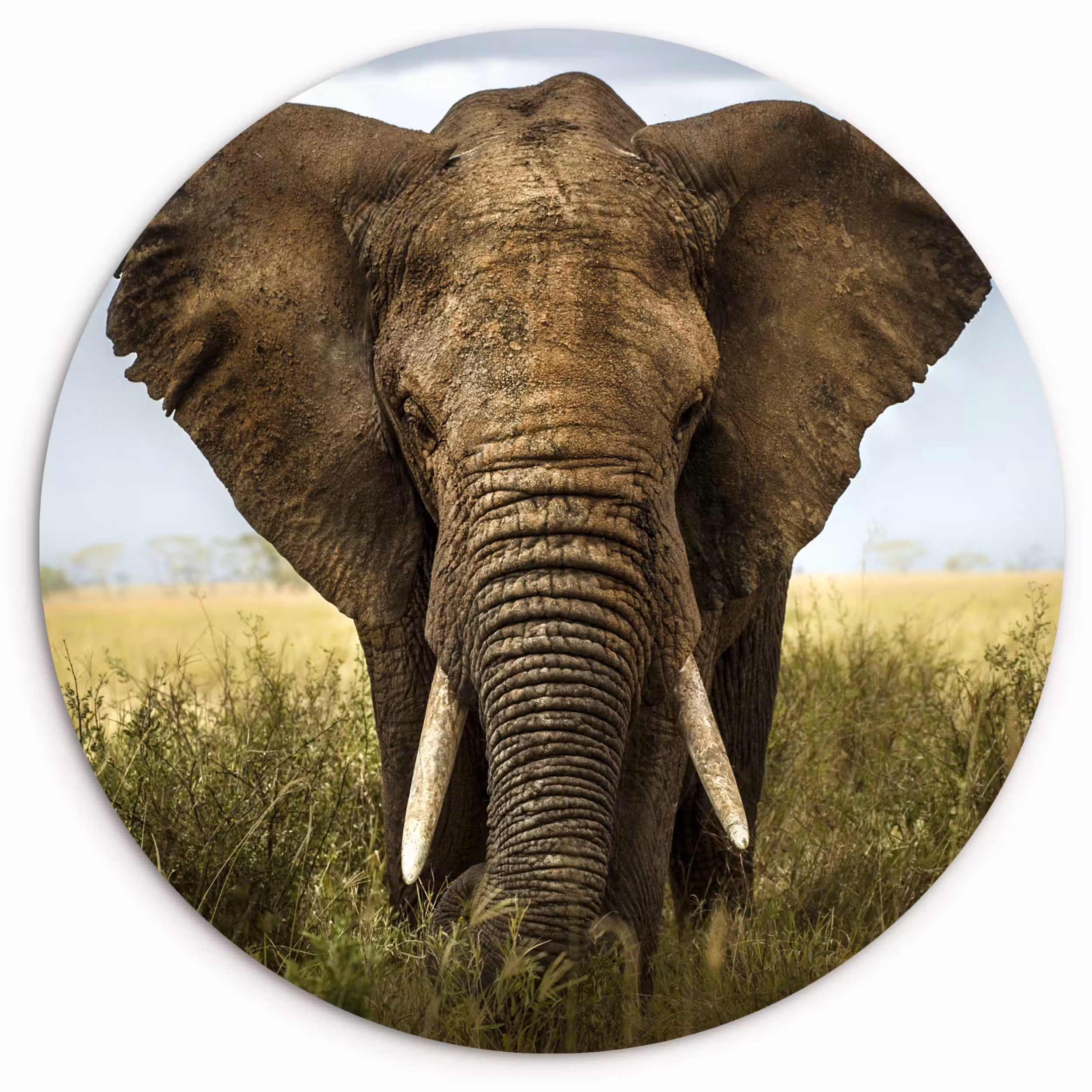 Muurcirkel - Olifant - Natuur - Gras - Dieren - Landschap