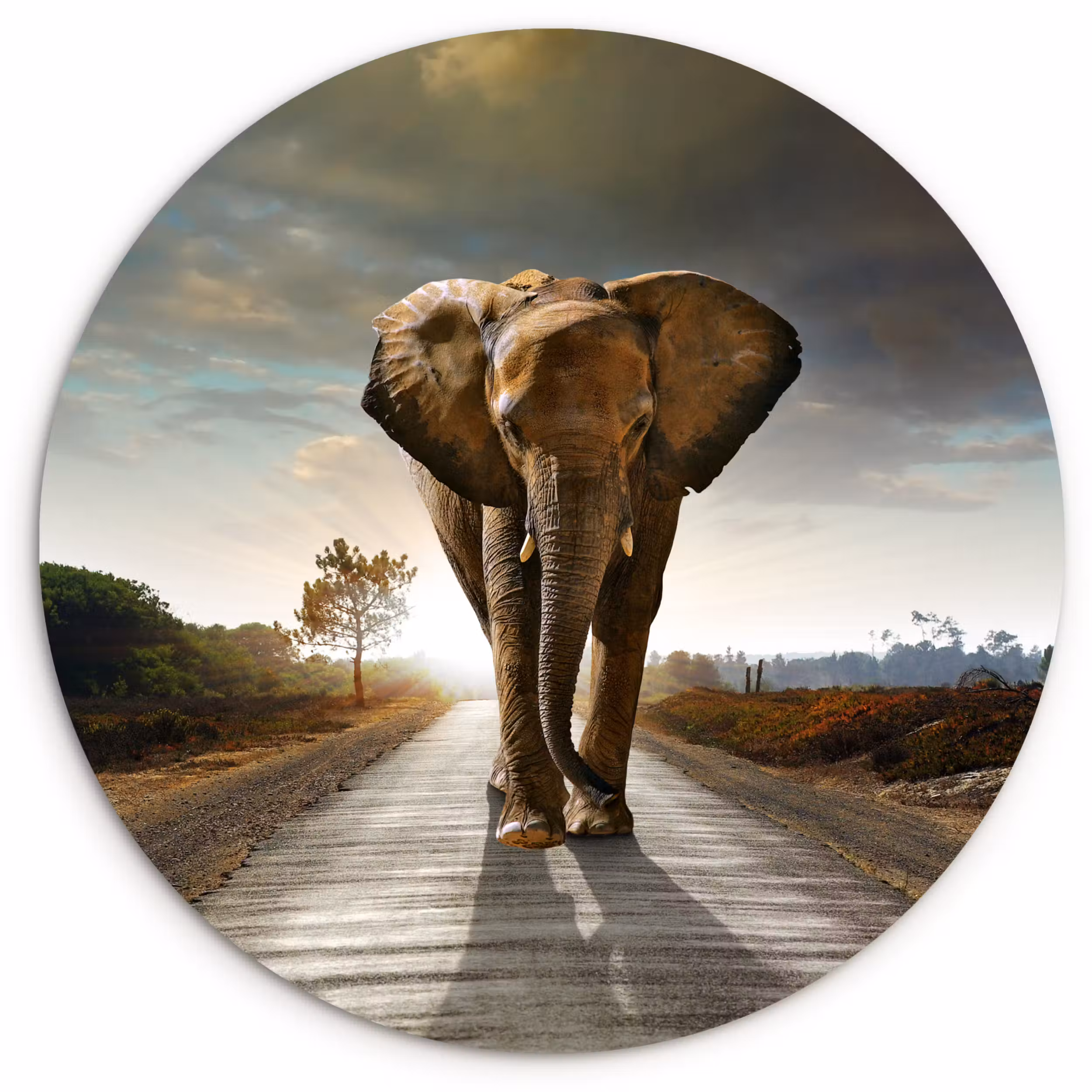 Muurcirkel - Olifant - Weg - Dieren - Zonsondergang - Landschap
