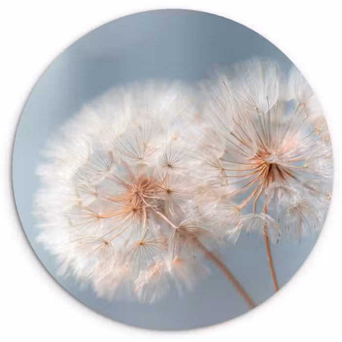 Muurcirkel - Paardenbloemen - Pluisjes - Wit
