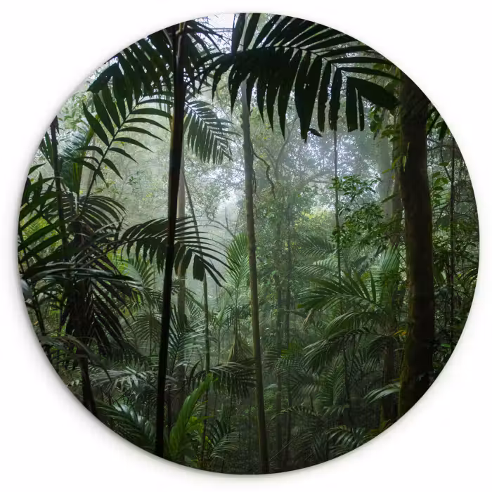 Muurcirkel - Regenwoud - Tropisch - Jungle - Bomen - Planten