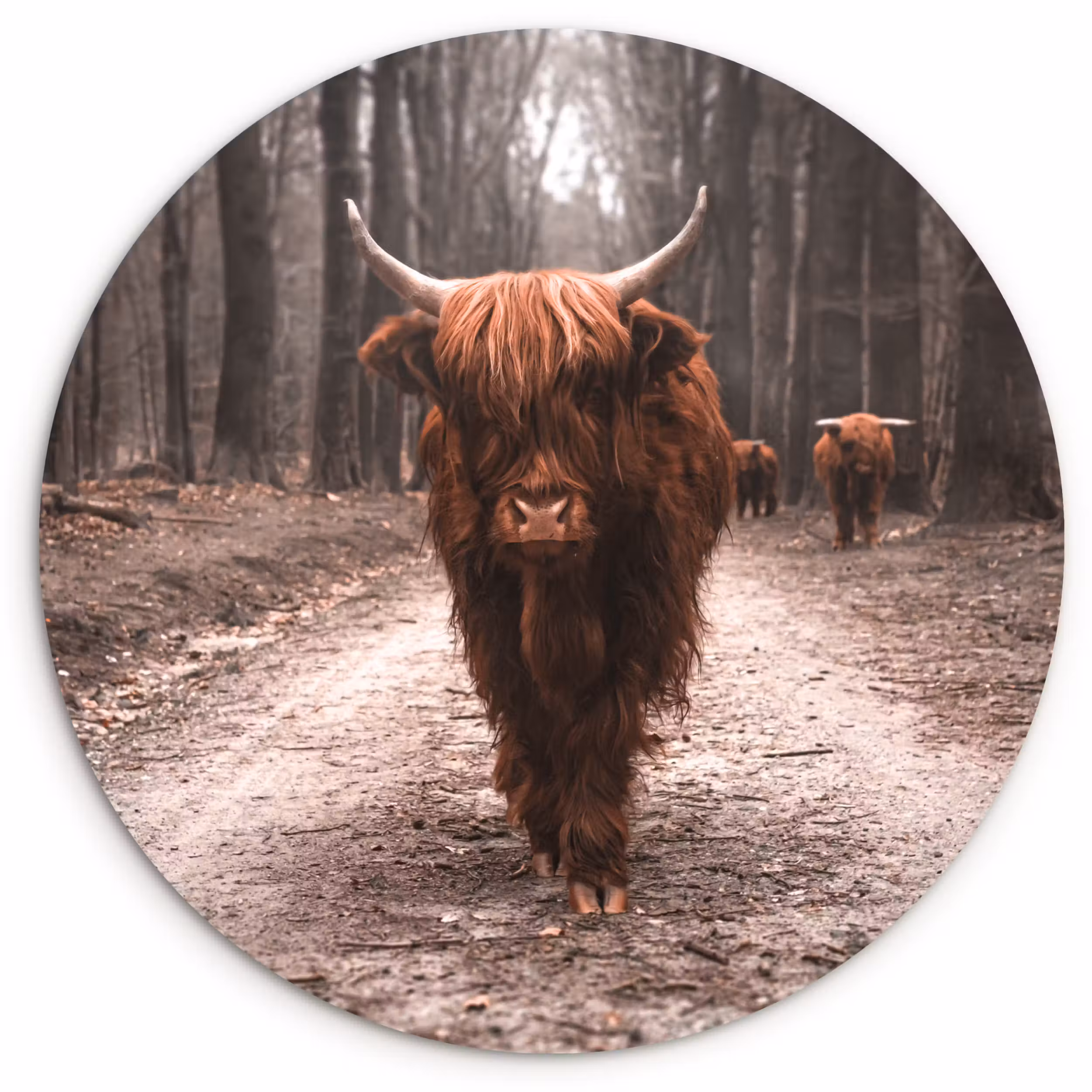 Muurcirkel - Schotse hooglander - Bos - Koe - Dieren - Natuur