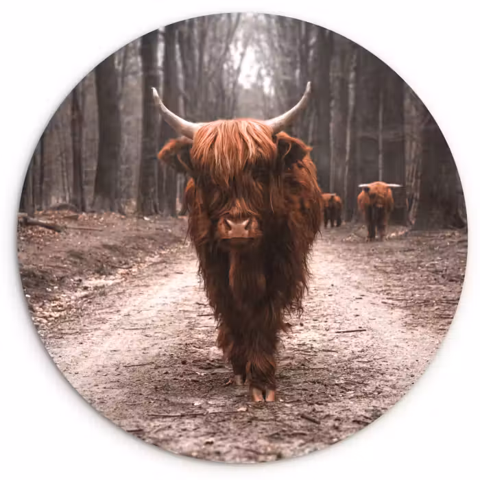 Muurcirkel - Schotse hooglander - Bos - Koe - Dieren - Natuur