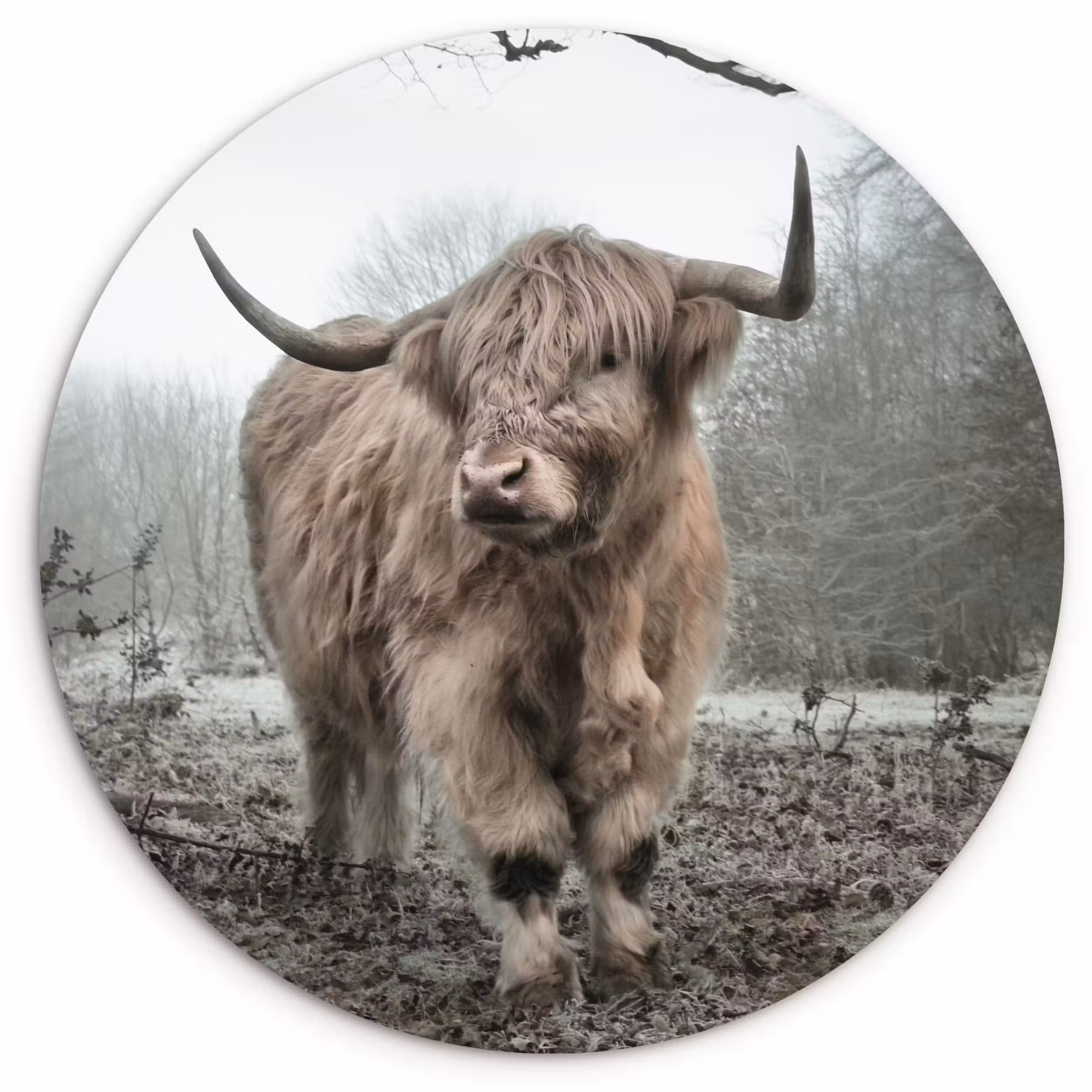 Muurcirkel - Schotse Hooglander - Bos - Mist - Koe - Dieren - Natuur