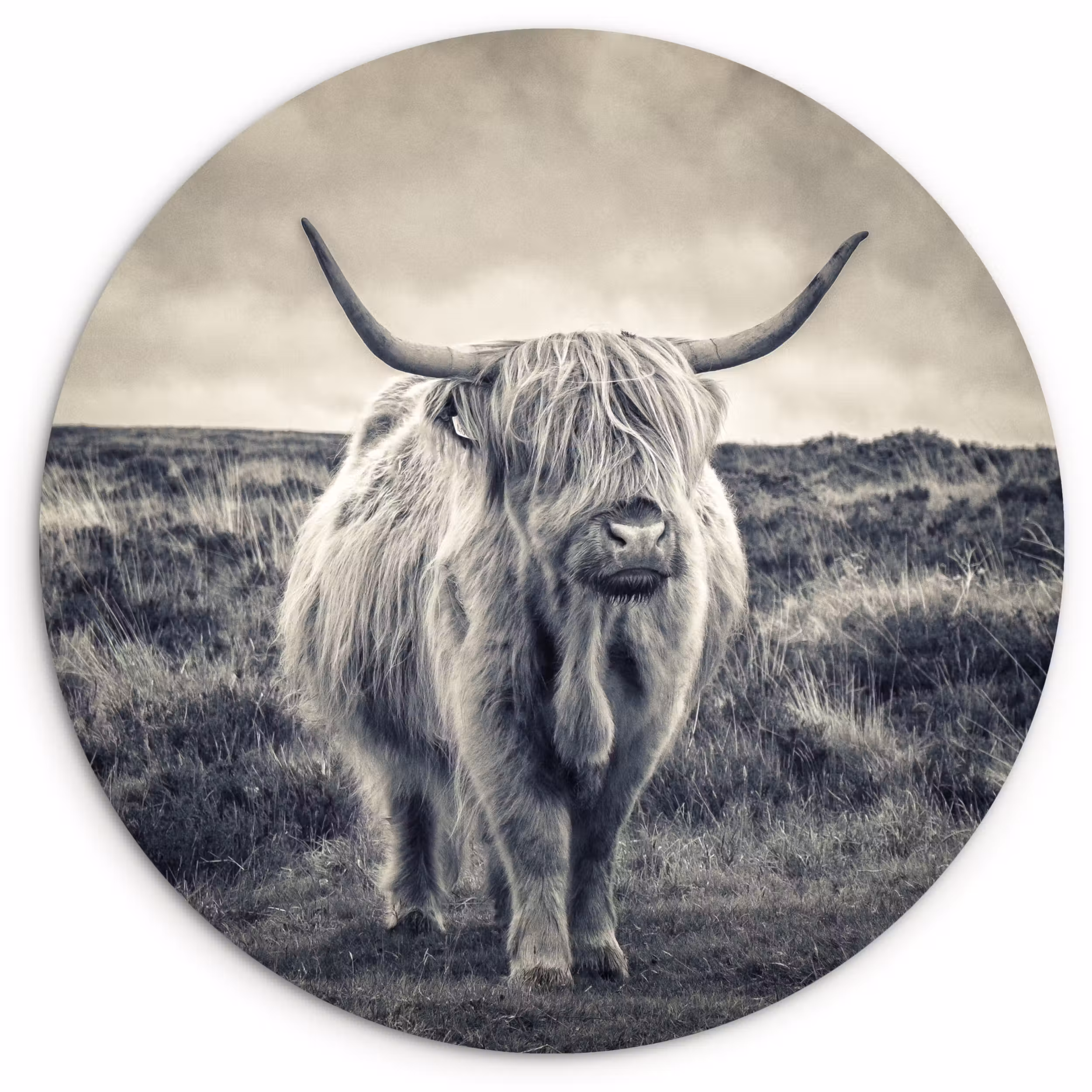 Muurcirkel - Schotse hooglander - Dieren - Wolken - Koe - Natuur