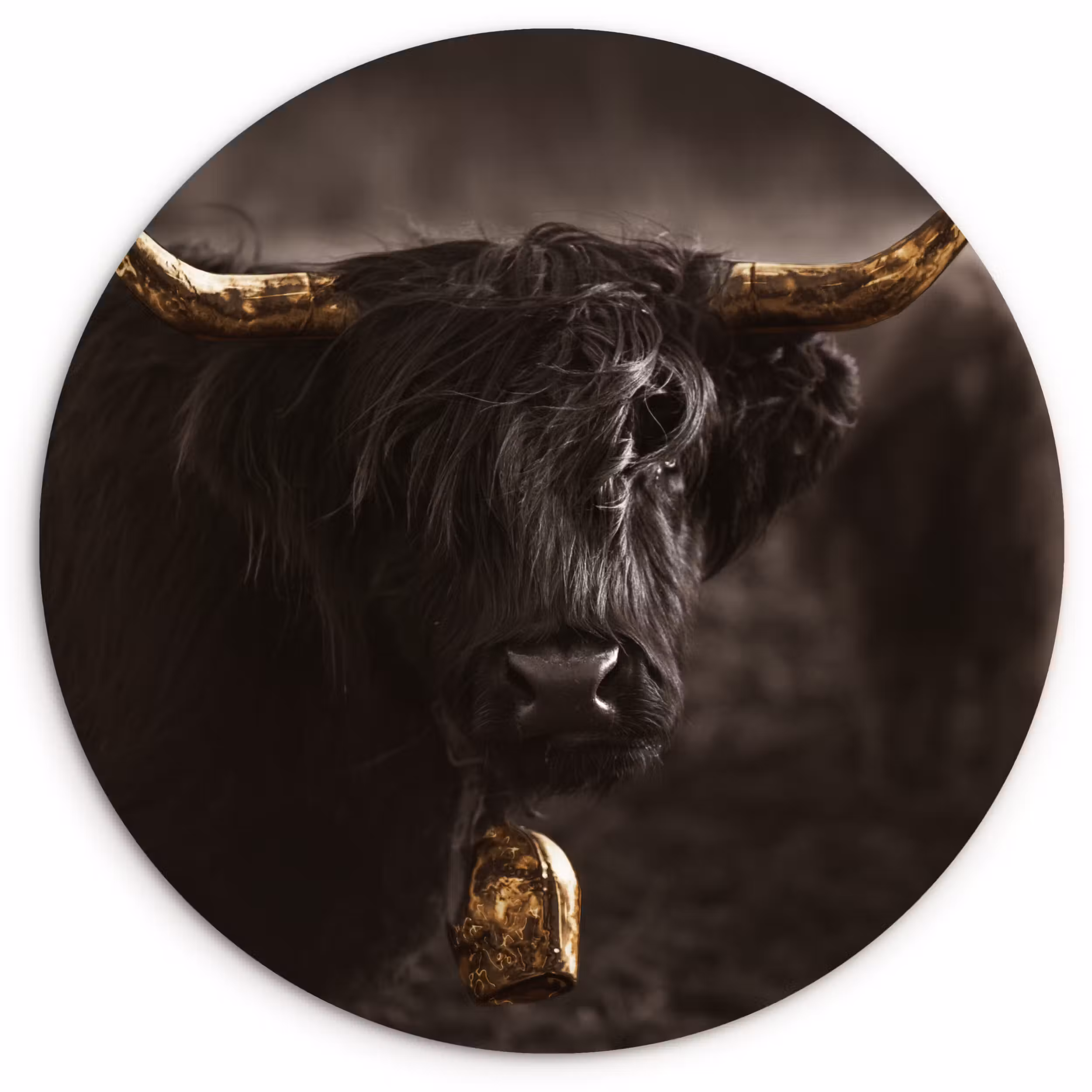 Muurcirkel - Schotse hooglander - Goud - Koebel - Hoorns - Dieren