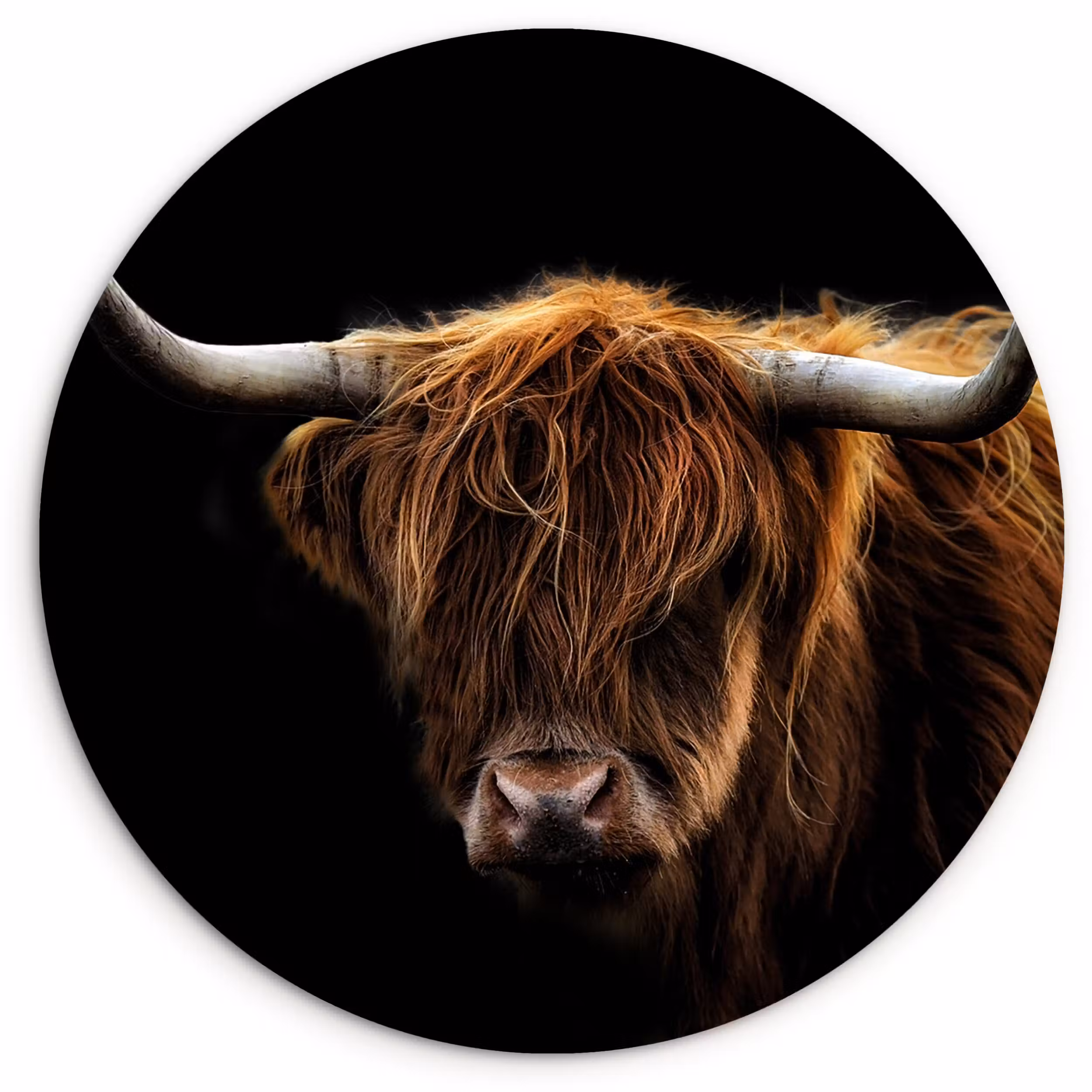 Muurcirkel - Schotse Hooglander - Horens - Zwart - Dieren - Natuur - Wild - Koe