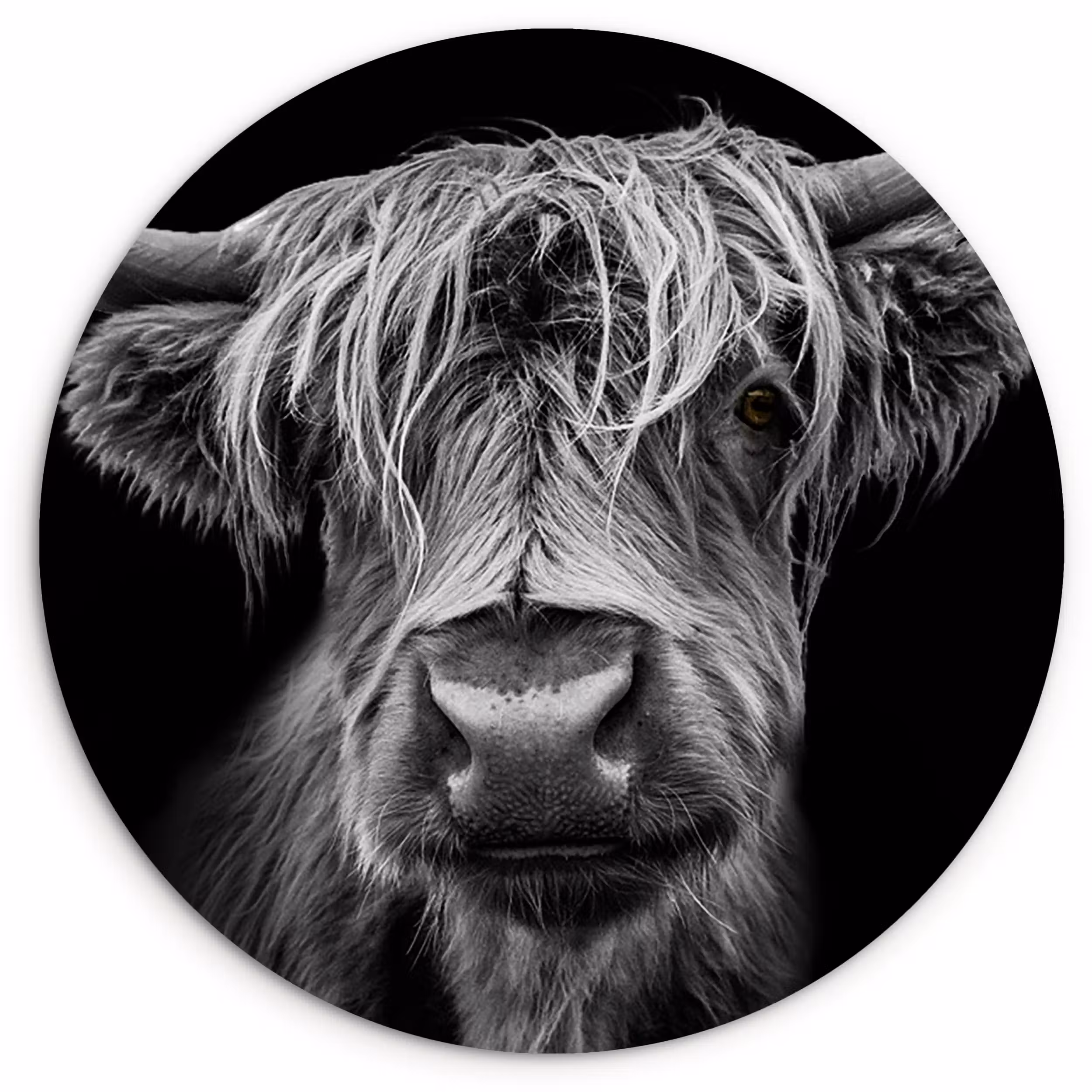 Muurcirkel - Schotse Hooglander - Horens - Zwart - Wit - Koe - Wild - Dieren