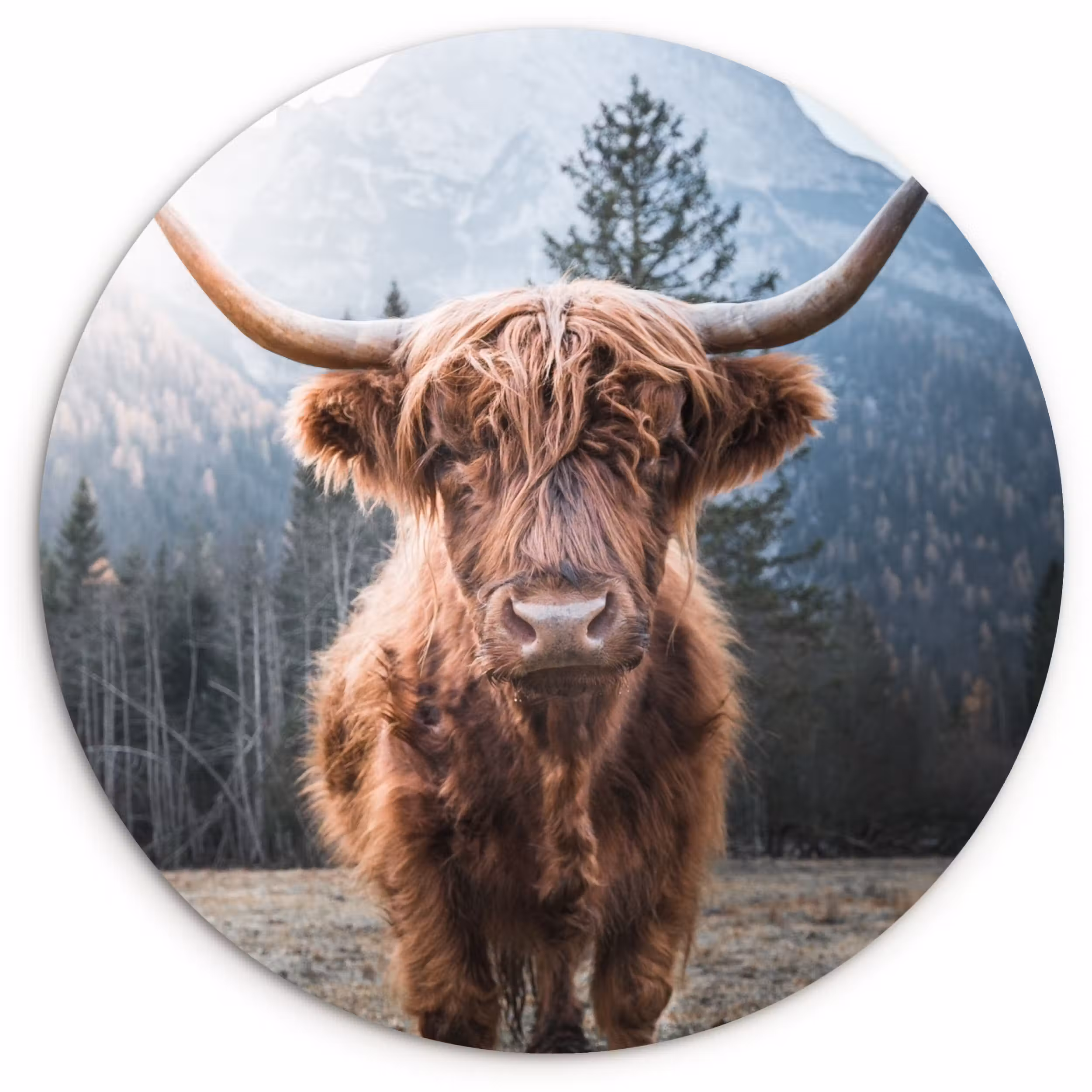 Muurcirkel - Schotse hooglander - Koe - Dieren - Berg - Natuur