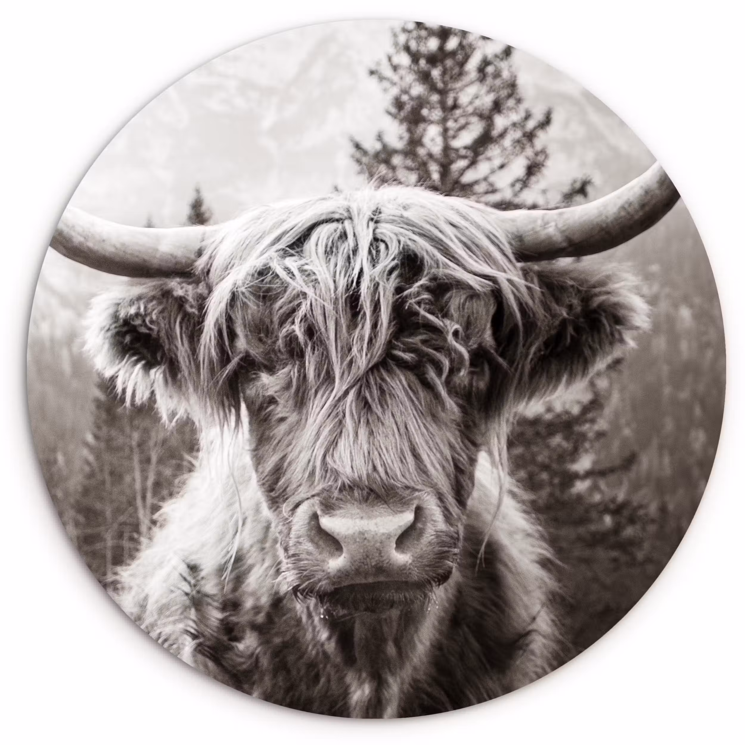 Muurcirkel - Schotse hooglander - Koe - Dieren - Zwart - Wit