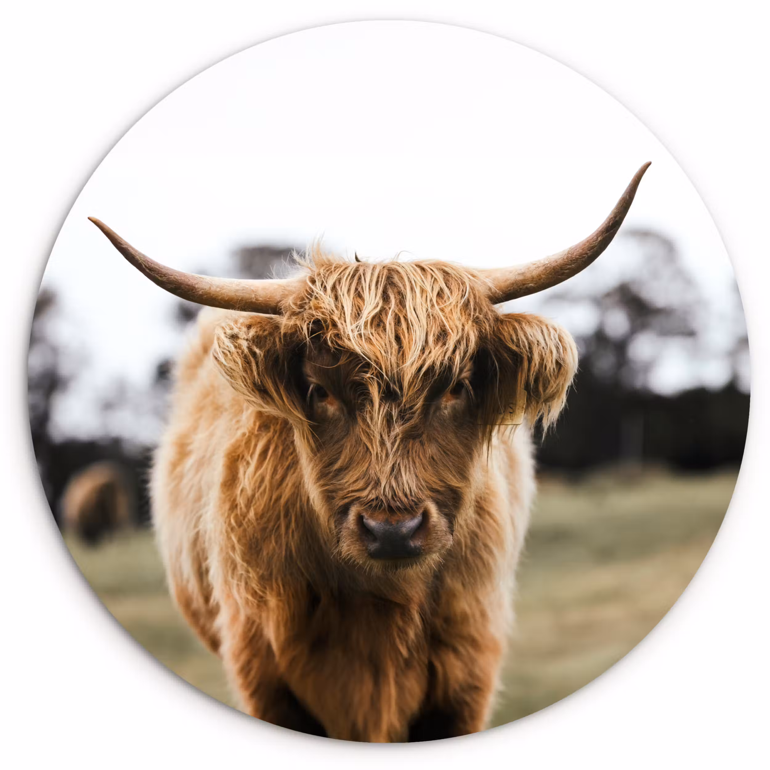 Muurcirkel - Schotse Hooglander - Koe - Gras - Dieren - Natuur