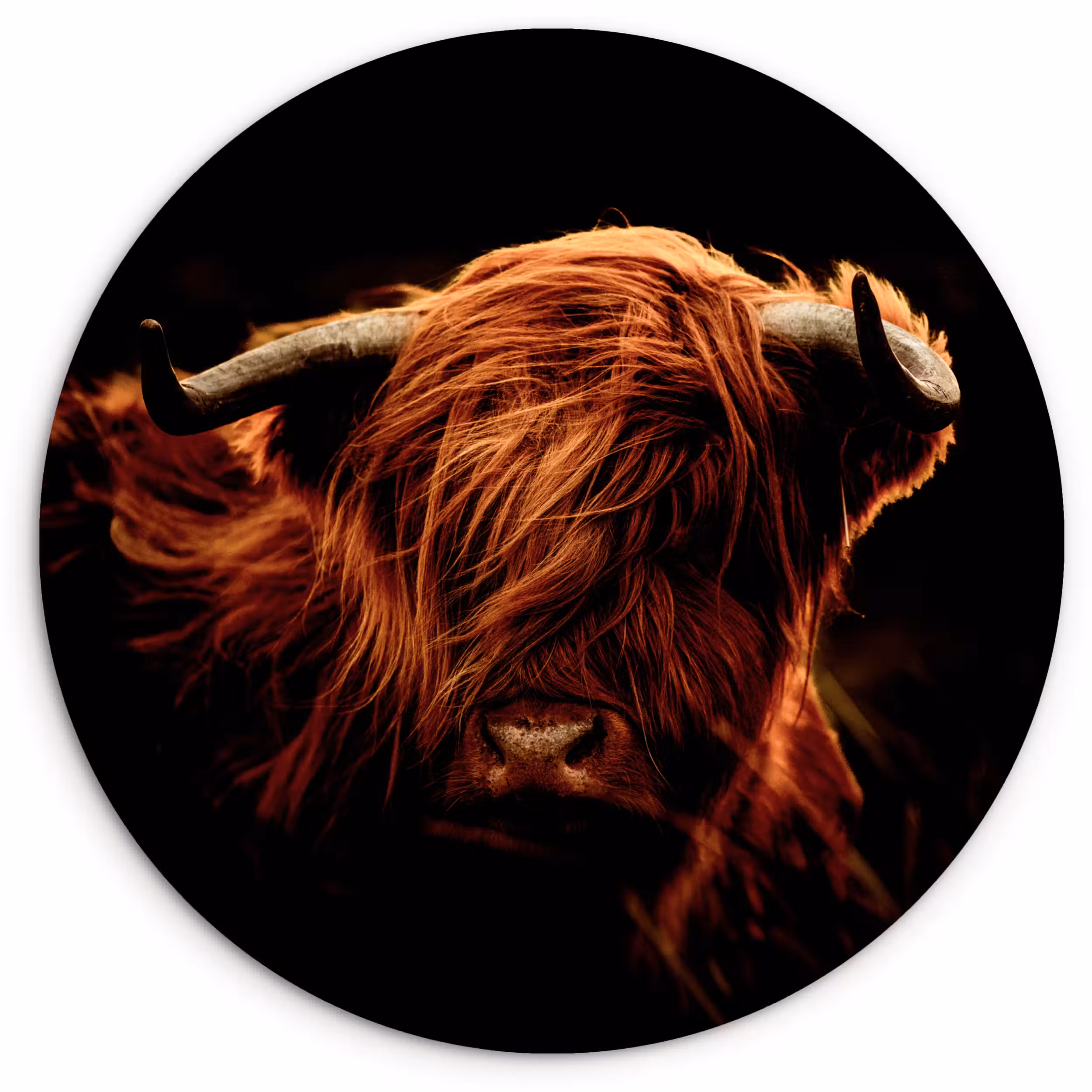 Muurcirkel - Schotse hooglander - Koe - Hoorns - Portret - Dieren