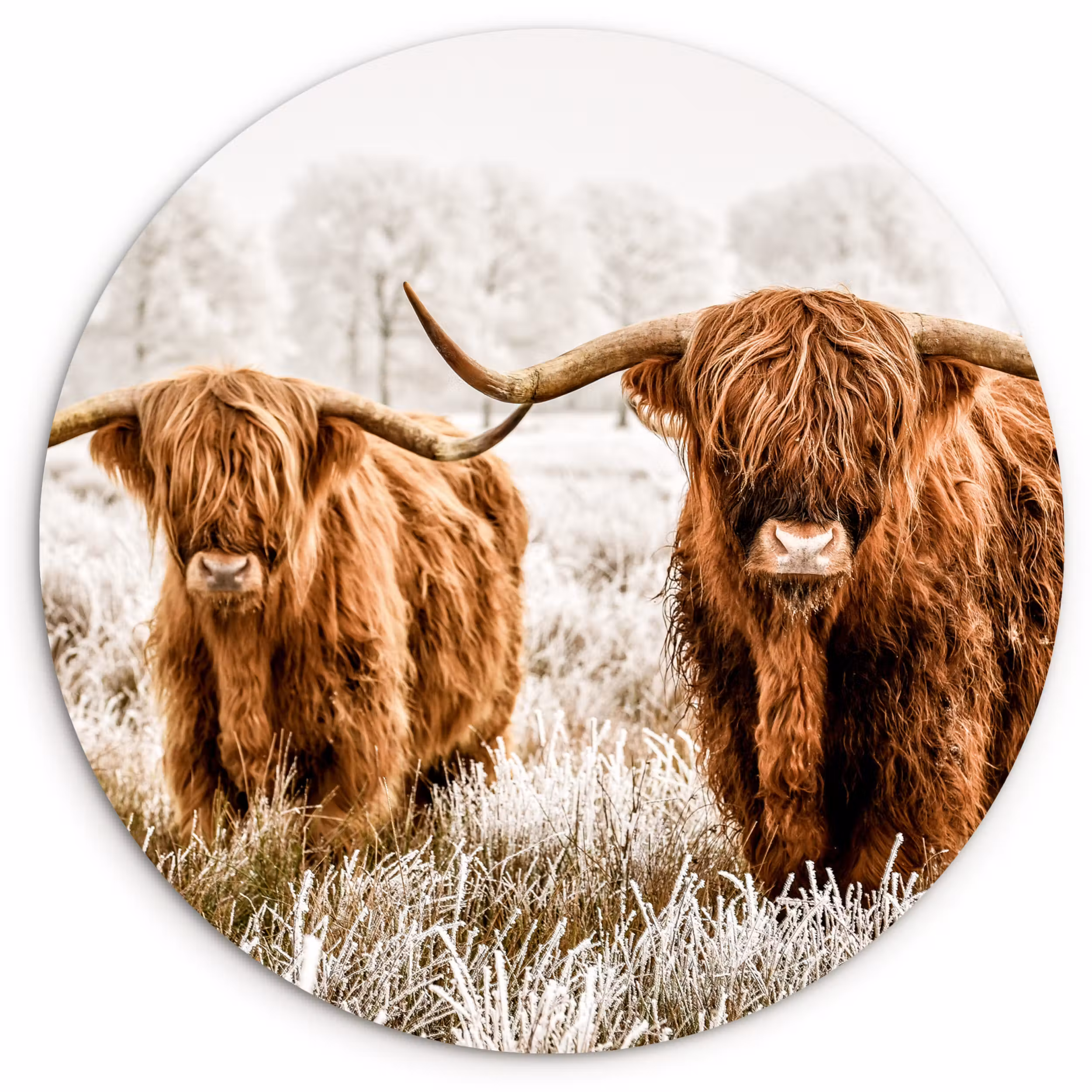 Muurcirkel - Schotse hooglander - Koe - Natuur - Winter