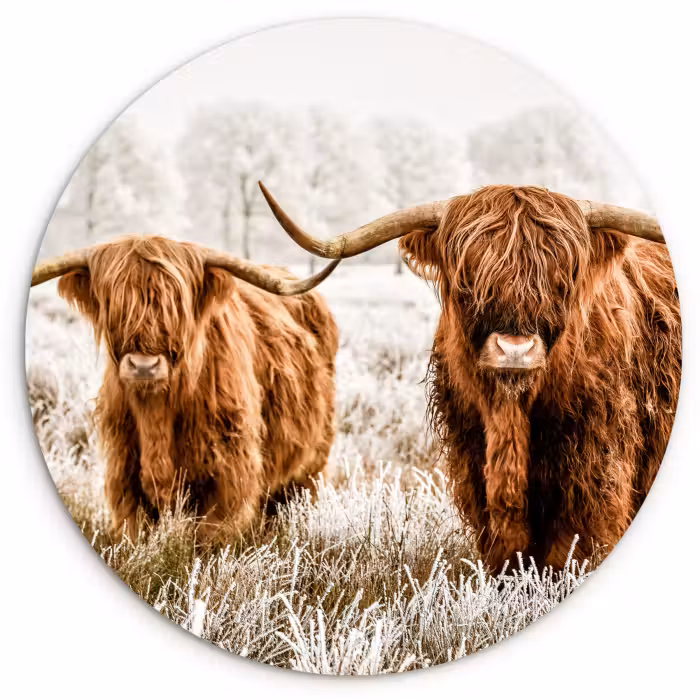 Muurcirkel - Schotse hooglander - Koe - Natuur - Winter