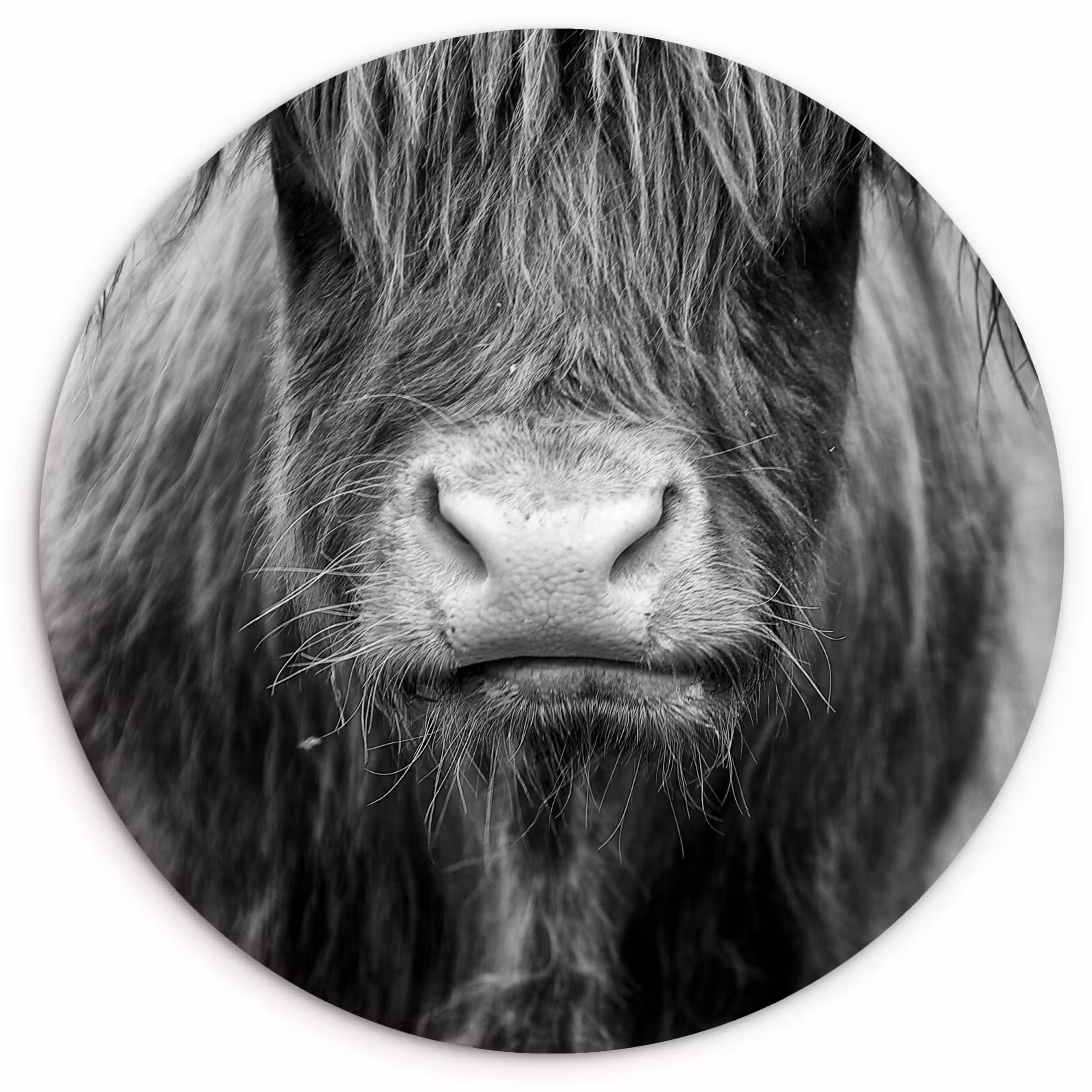 Muurcirkel - Schotse hooglander - Koe - Zwart - Wit - Dieren