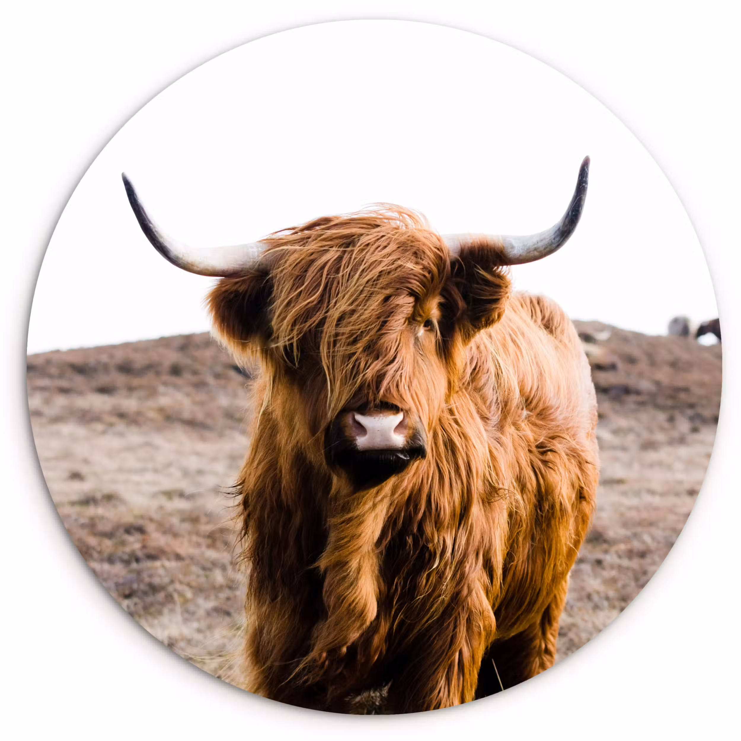 Muurcirkel - Schotse hooglander - Landschap - Koe - Bruin - Dieren - Natuur