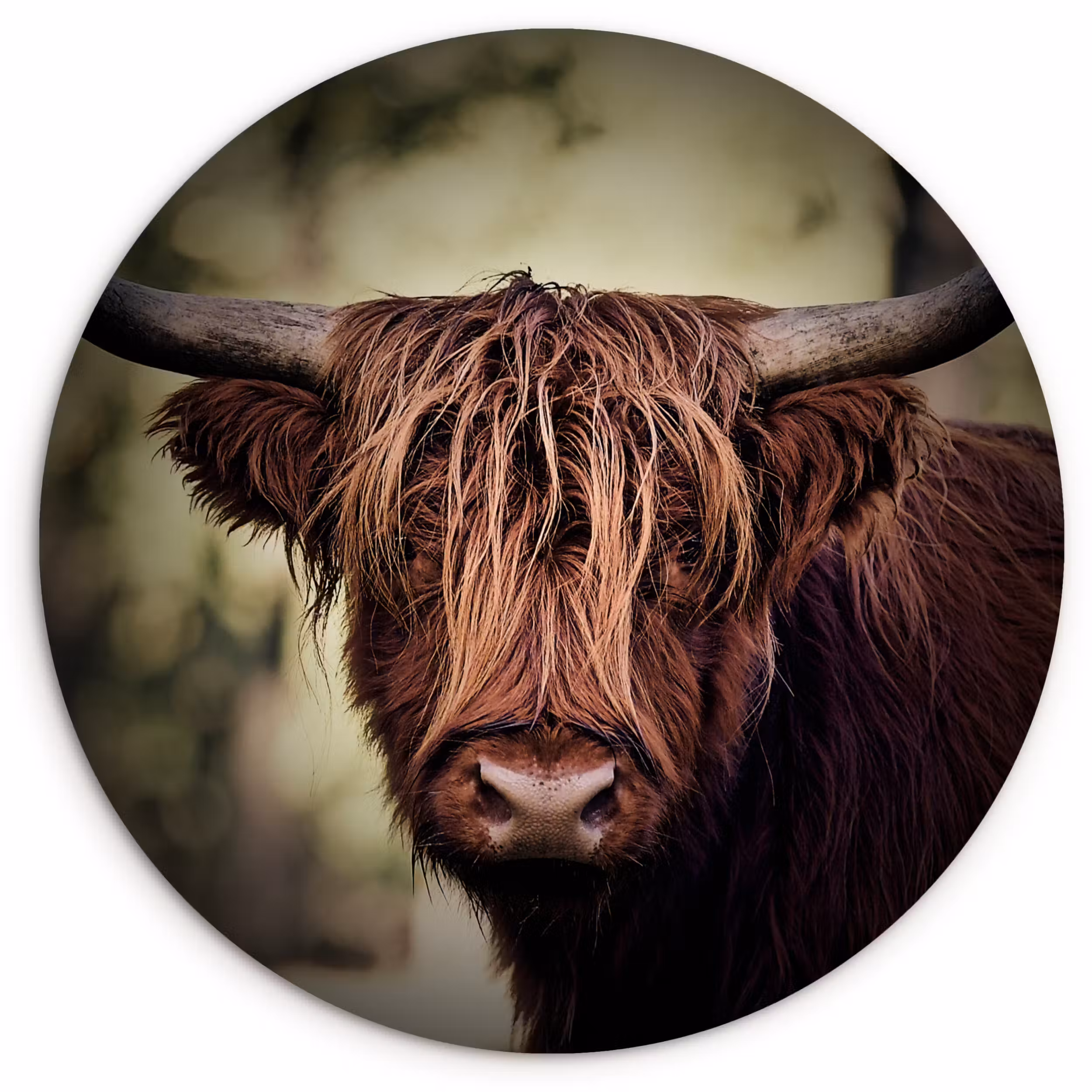Muurcirkel - Schotse hooglander - Licht - Portret - Natuur