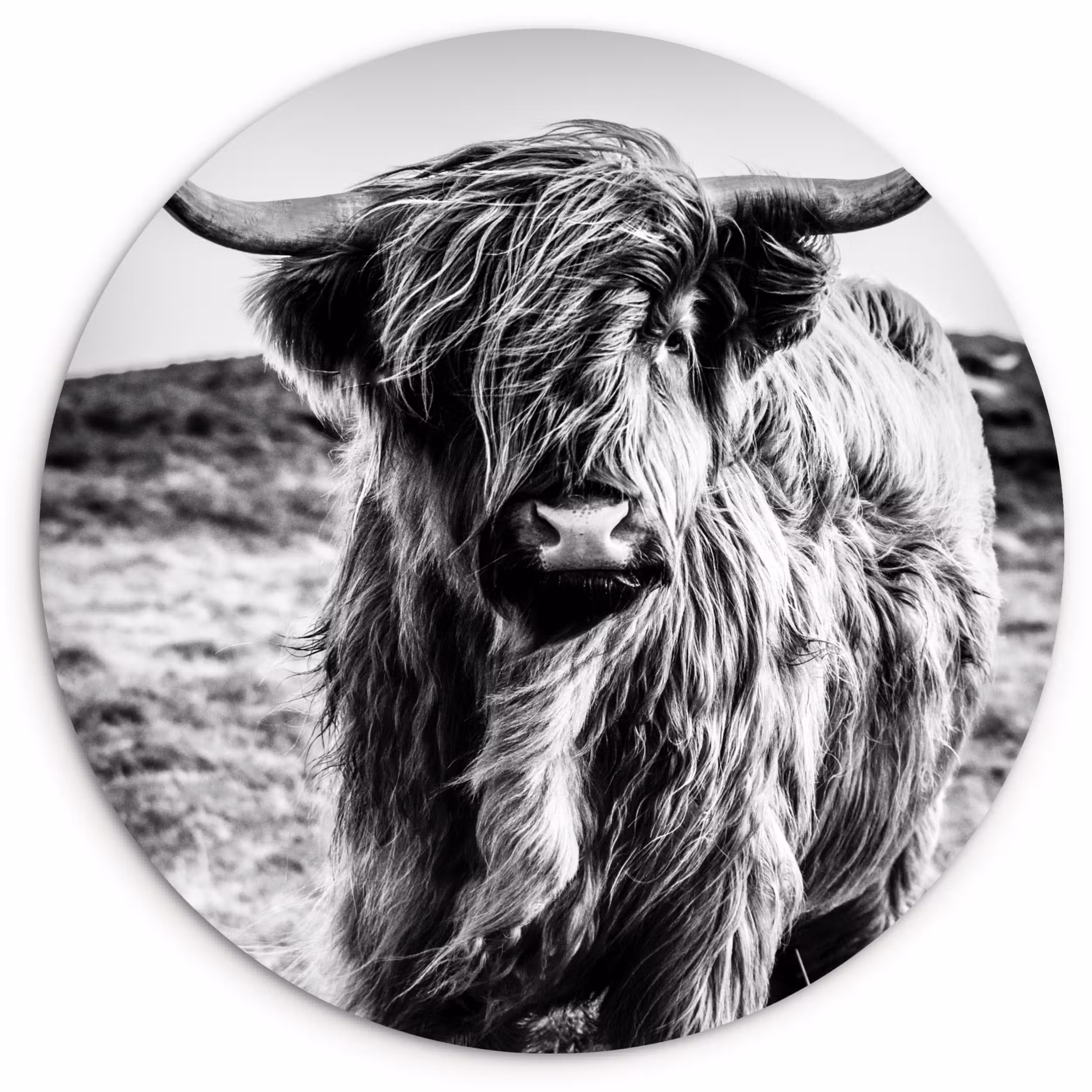 Muurcirkel - Schotse hooglander - Natuur - Koe - Zwart - Wit
