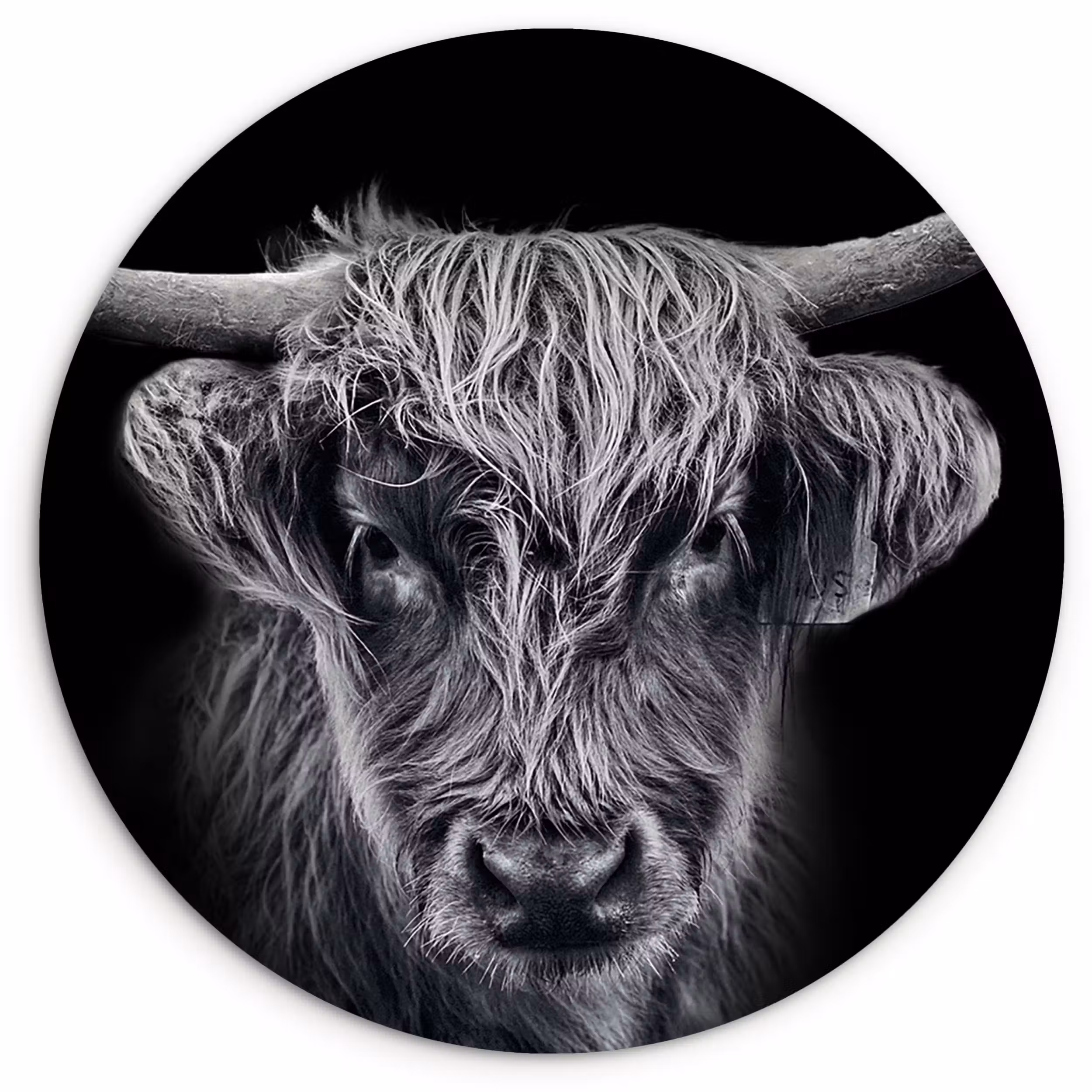 Muurcirkel - Schotse hooglander - Zwart - Koe - Dieren