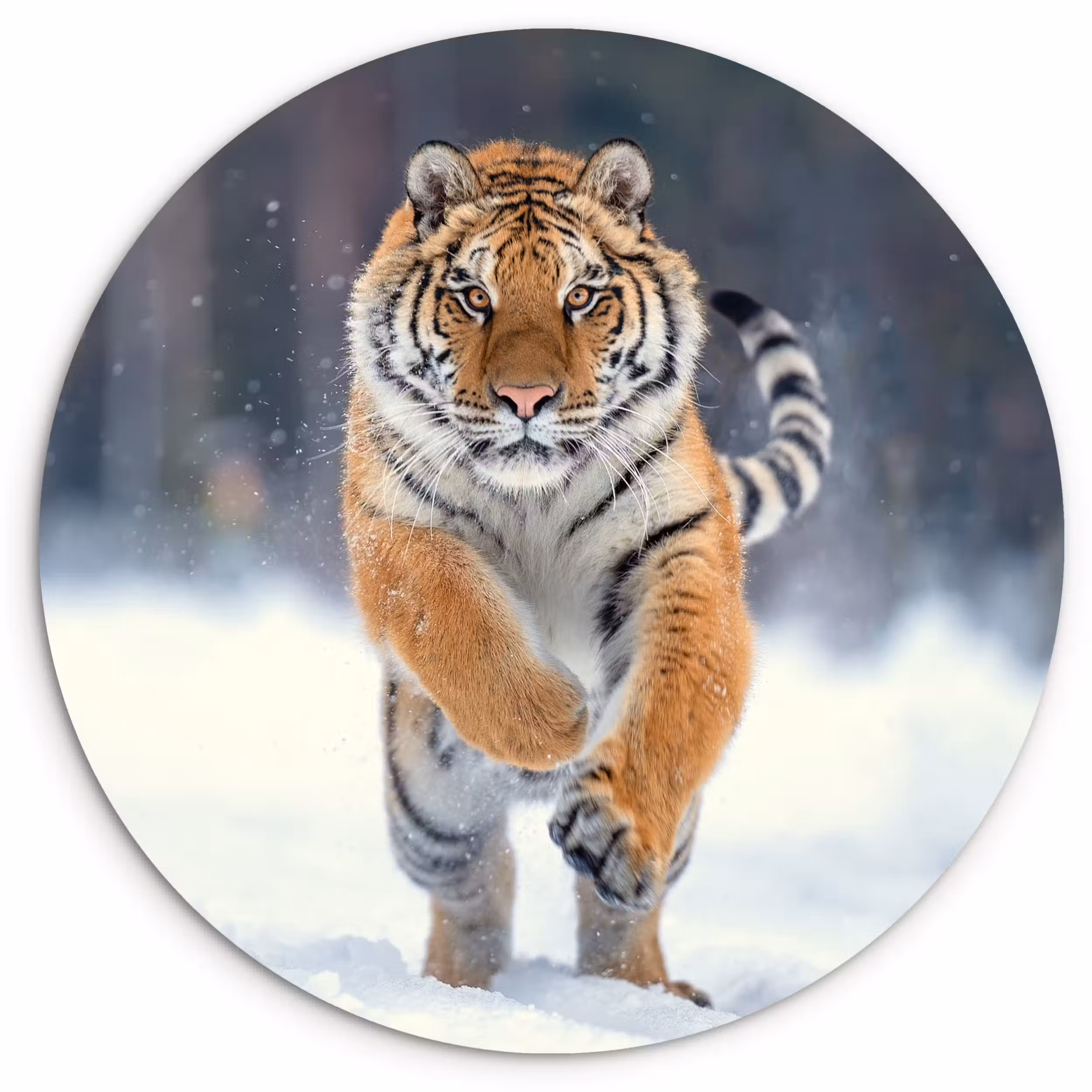 Muurcirkel - Tijger - Landschap - Sneeuw - Winter - Dieren