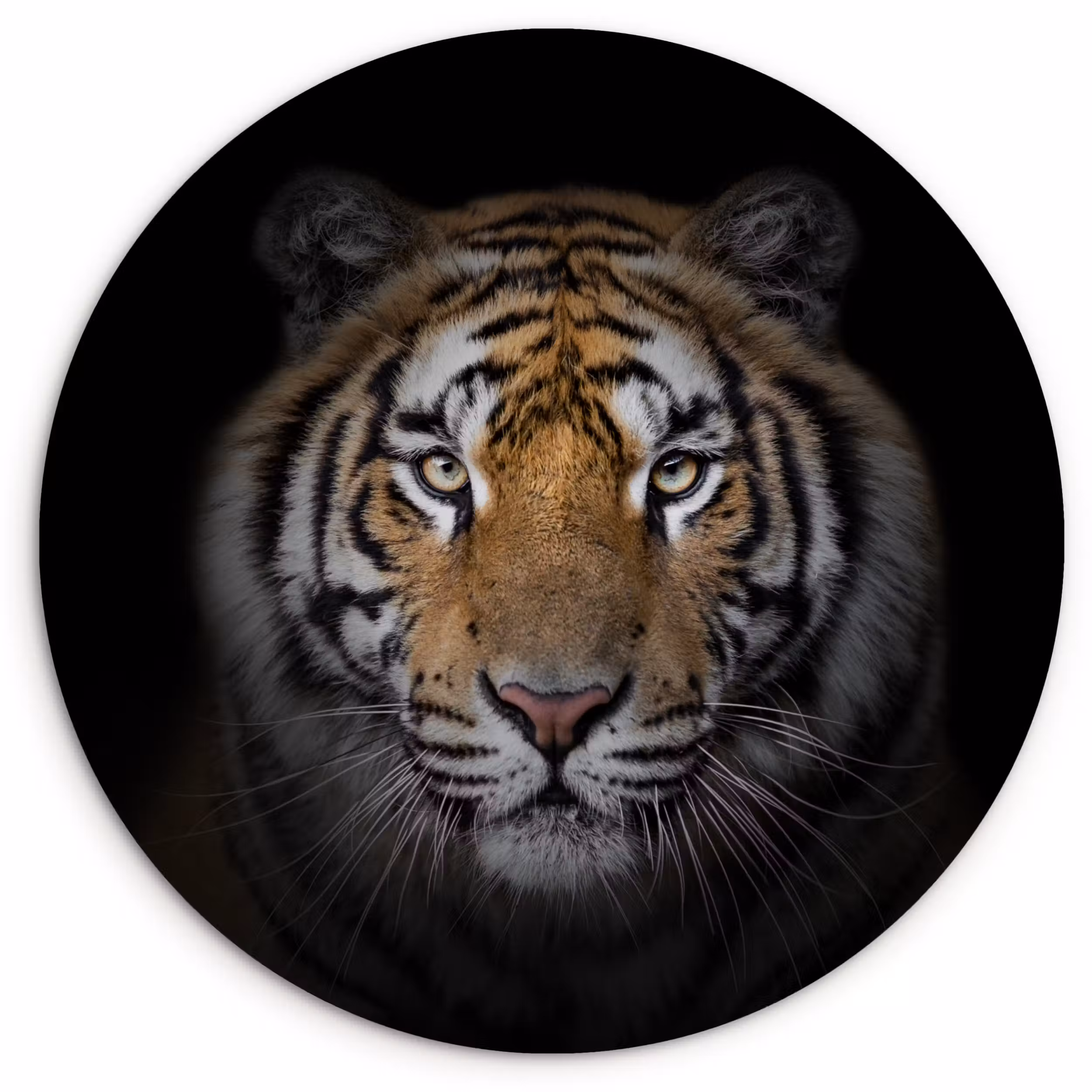Muurcirkel - Tijger - Wilde dieren - Portret - Zwart - Dieren