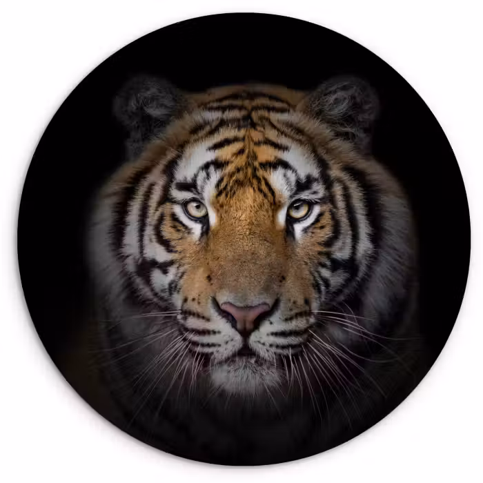 Muurcirkel - Tijger - Wilde dieren - Portret - Zwart - Dieren