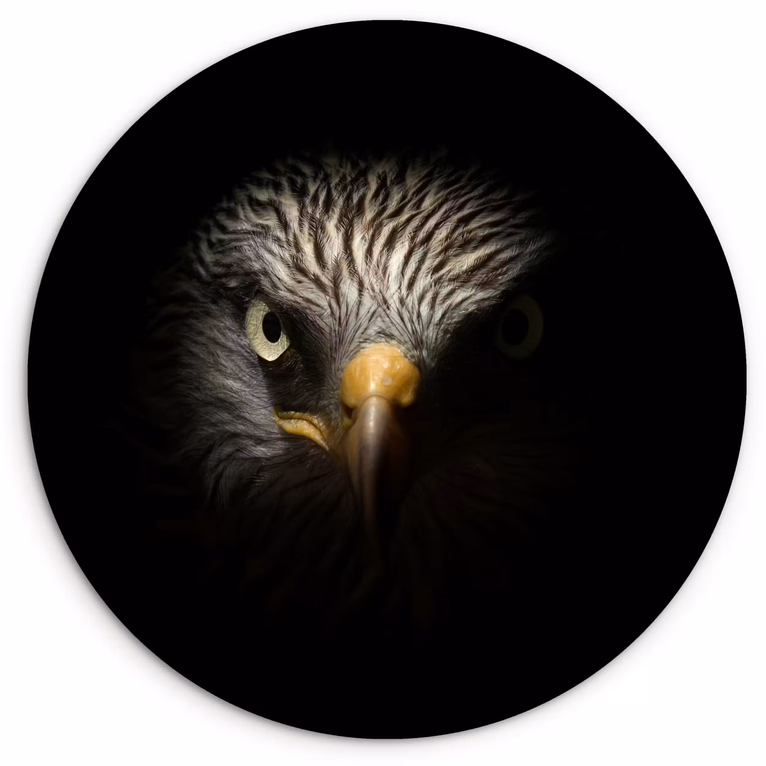 Muurcirkel - Vogel - Adelaar - Roofvogels - Oog - Snavel - Licht