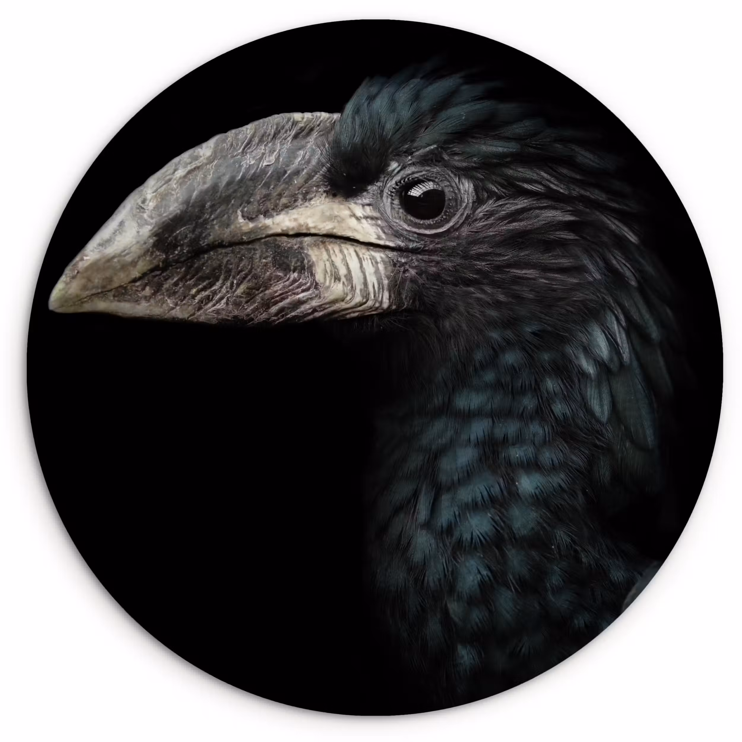Muurcirkel - Vogel - Portret - Neushoornvogel - Zwart - Dieren