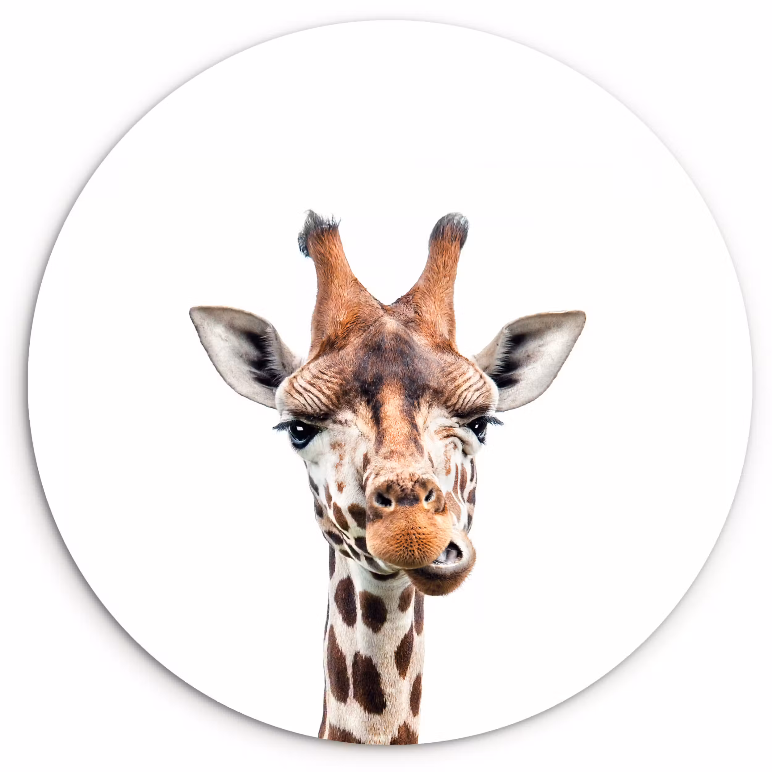 Muurcirkel - Wilde dieren - Giraffe - Kinderen - Jongen - Dieren