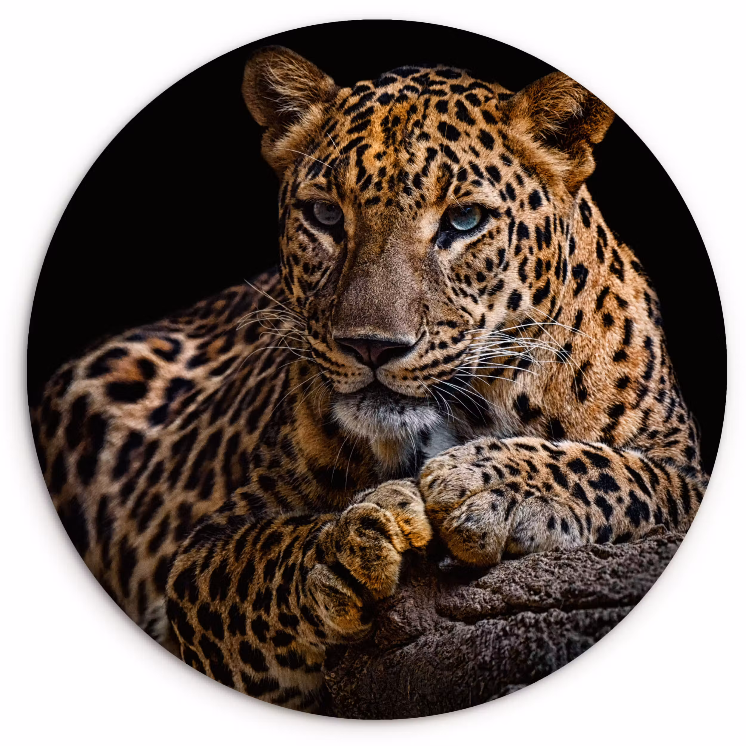 Muurcirkel - Wilde dieren - Panter - Portret - Zwart - Dieren