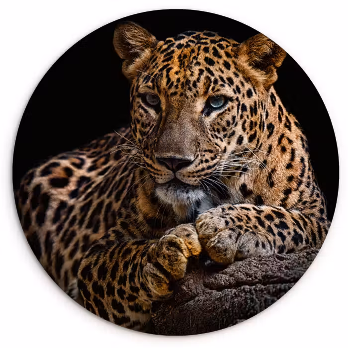 Muurcirkel - Wilde dieren - Panter - Portret - Zwart - Dieren
