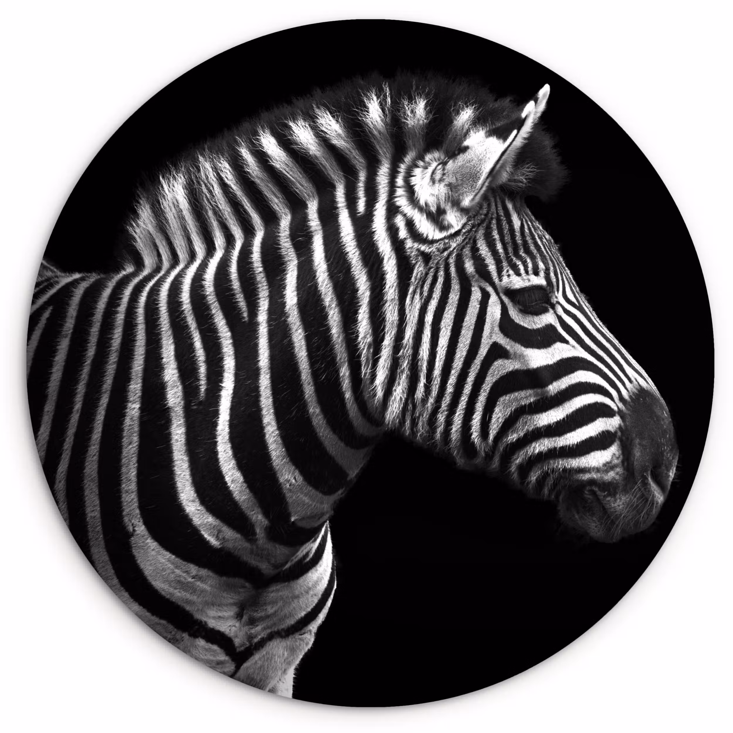 Muurcirkel - Zebra - Zwart - Wit - Portret - Dieren