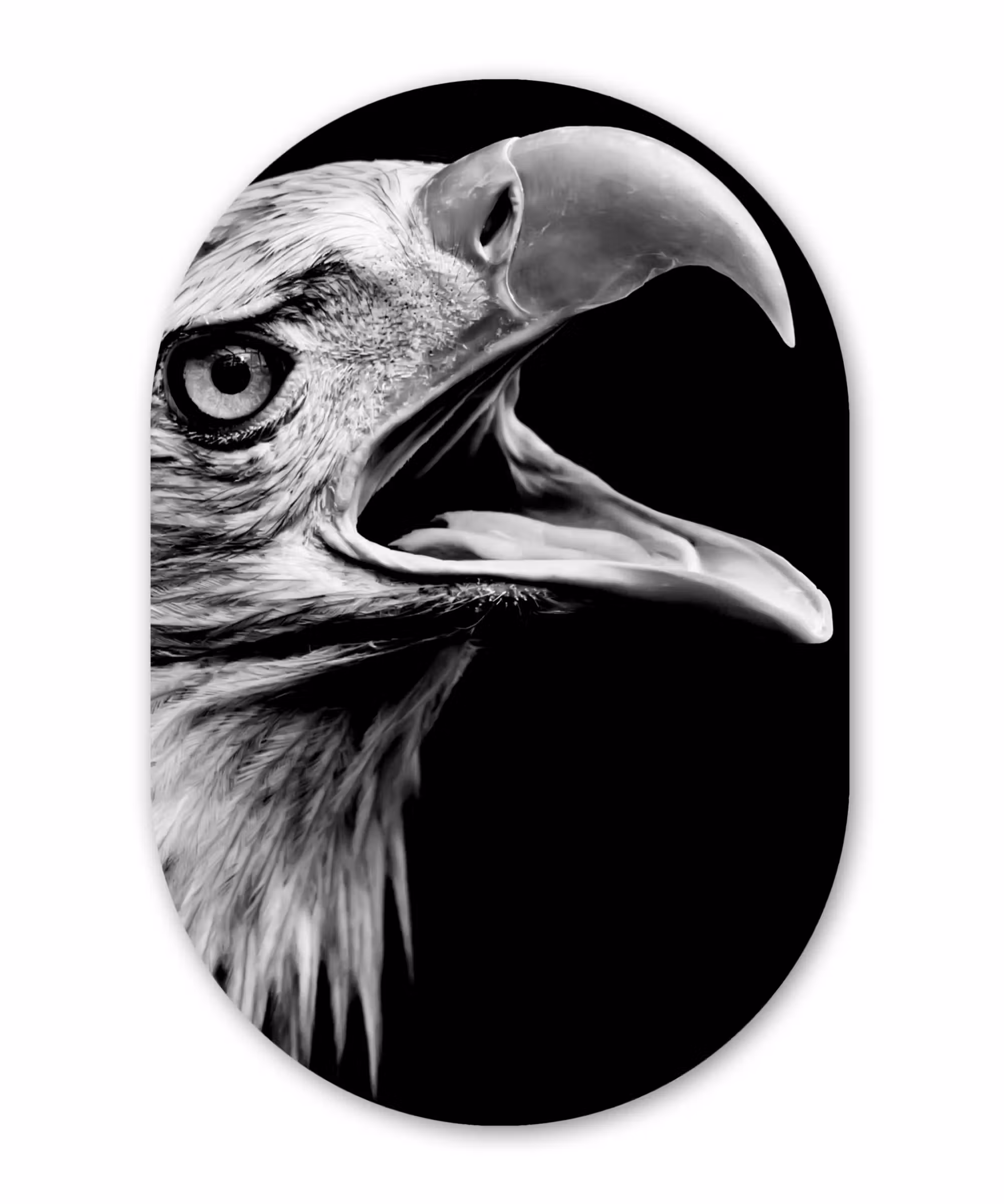 Muurovaal - Adelaar - Portret - Roofvogels - Zwart - Wit - Vogel