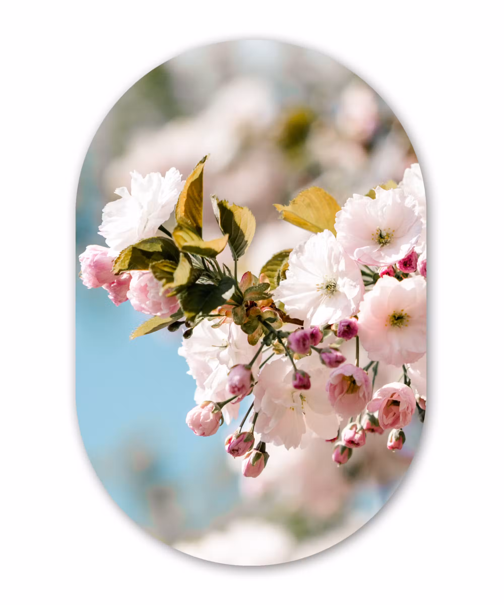 Muurovaal - Bloemen - Bloesem - Lente