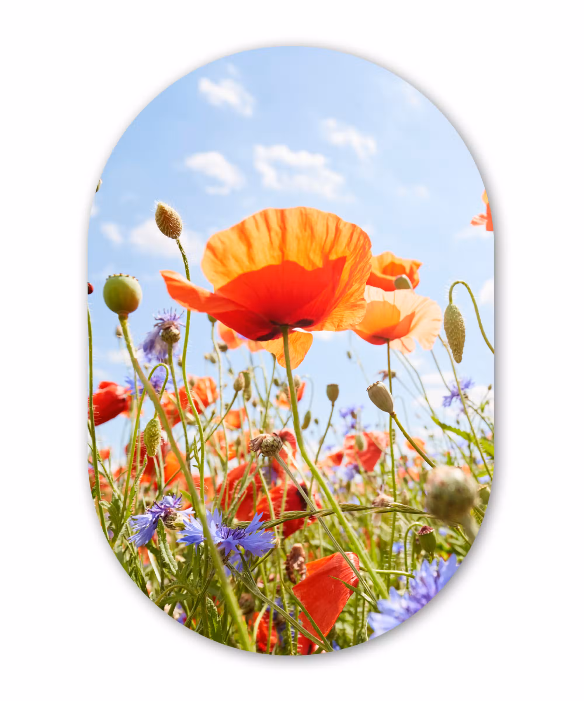 Muurovaal - Bloemen - Klaproos - Lente - Natuur - Rood - Blauw