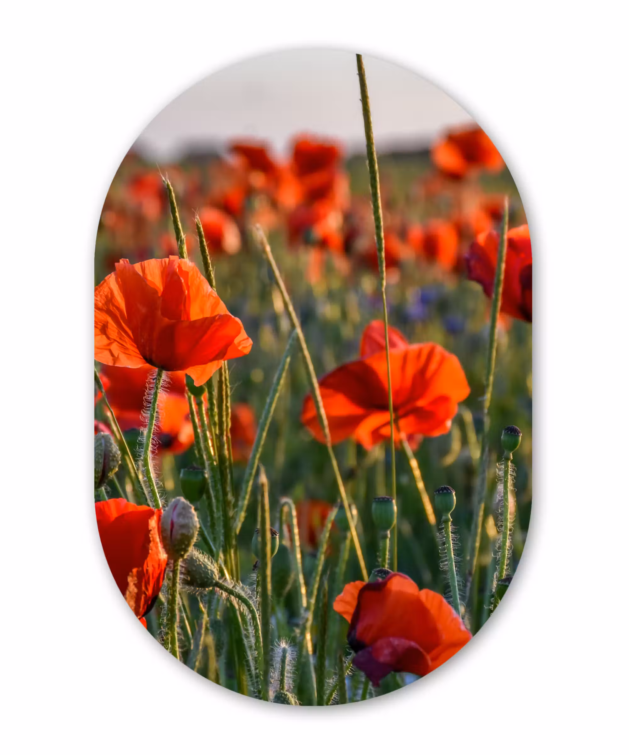 Muurovaal - Bloemen - Klaprozen - Natuur - Rood