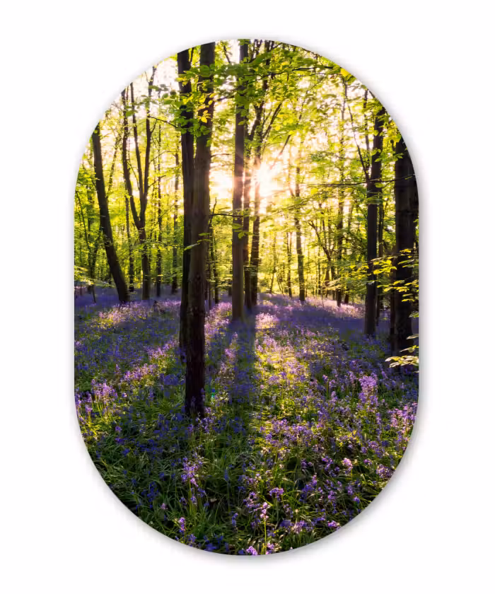 Muurovaal - Bos - Bloemen - Lavendel