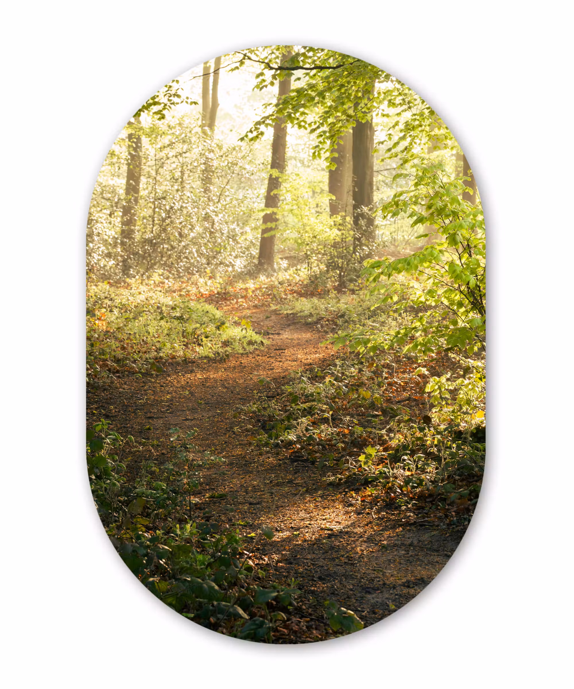 Muurovaal - Bos - Bomen - Pad - Zon - Planten - Bladeren - Natuur