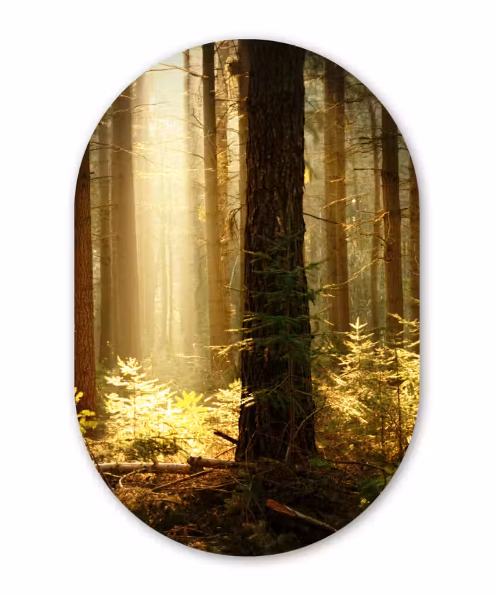 Muurovaal - Bos - Bomen - Zon