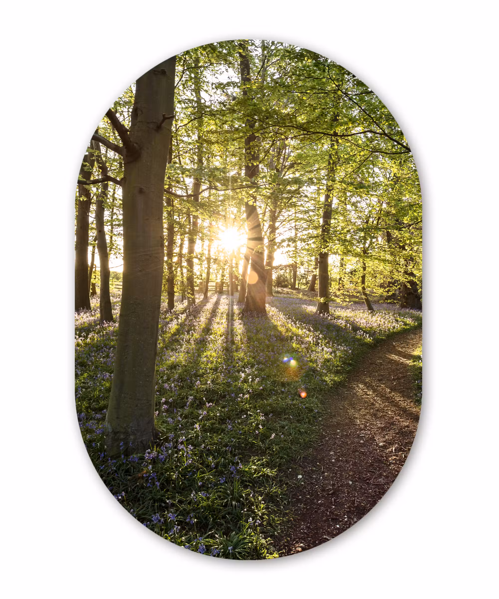 Muurovaal - Bos - Boom - Zon